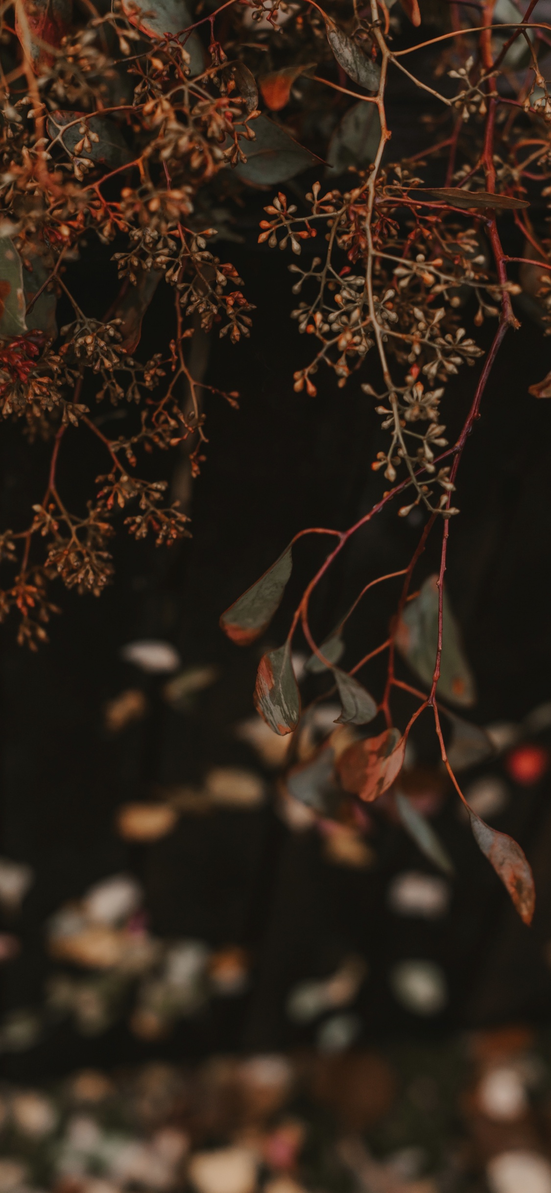 Обои лист, ветвь, красный цвет, прут, дерево в разрешении 1125x2436