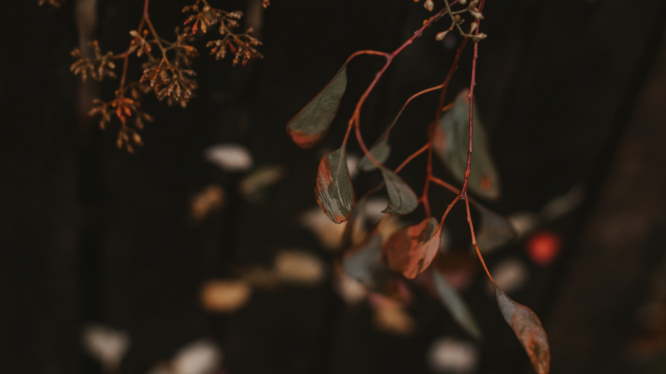 Обои лист, ветвь, красный цвет, прут, дерево в разрешении 1366x768