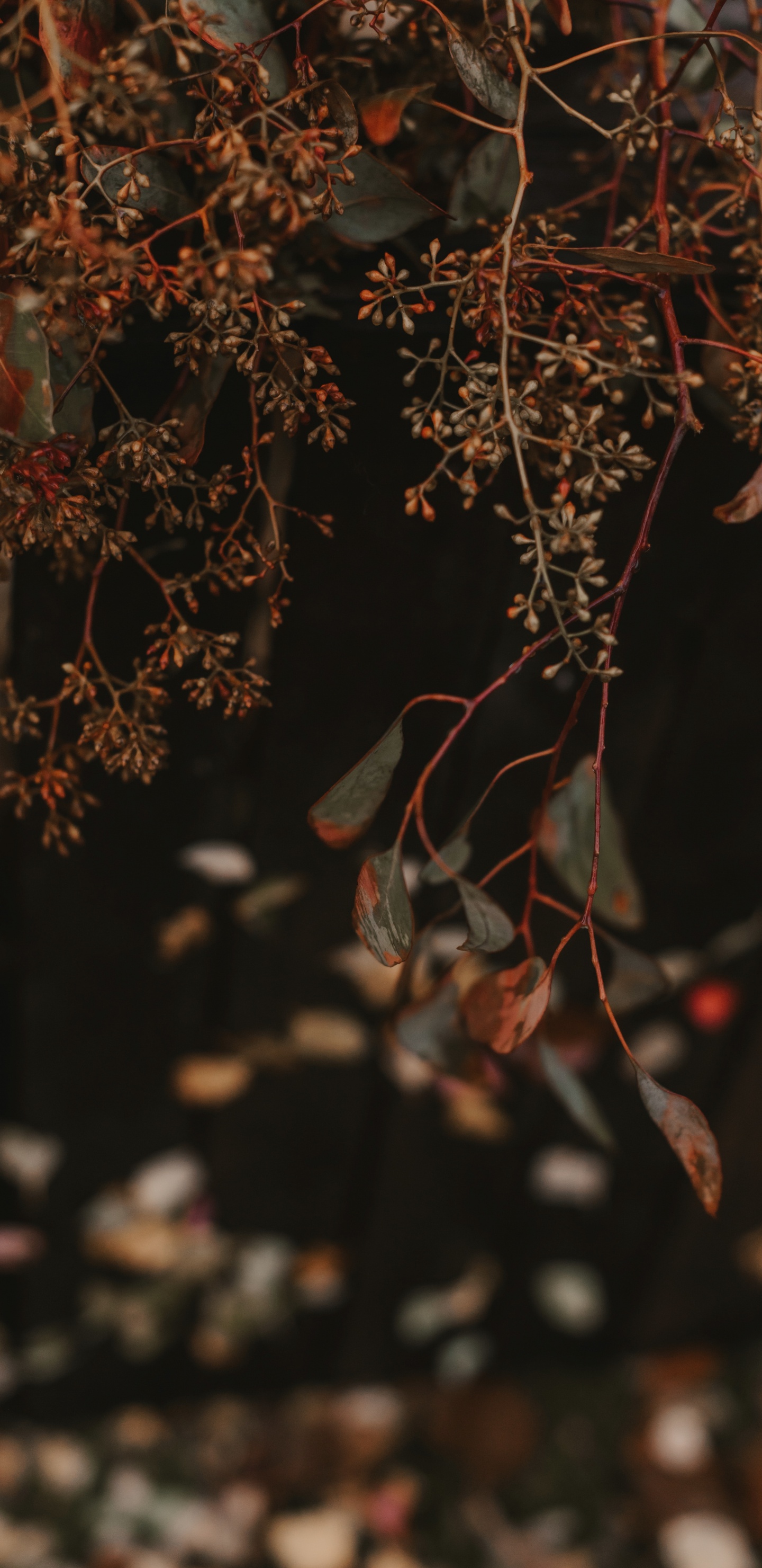 Обои лист, ветвь, красный цвет, прут, дерево в разрешении 1440x2960