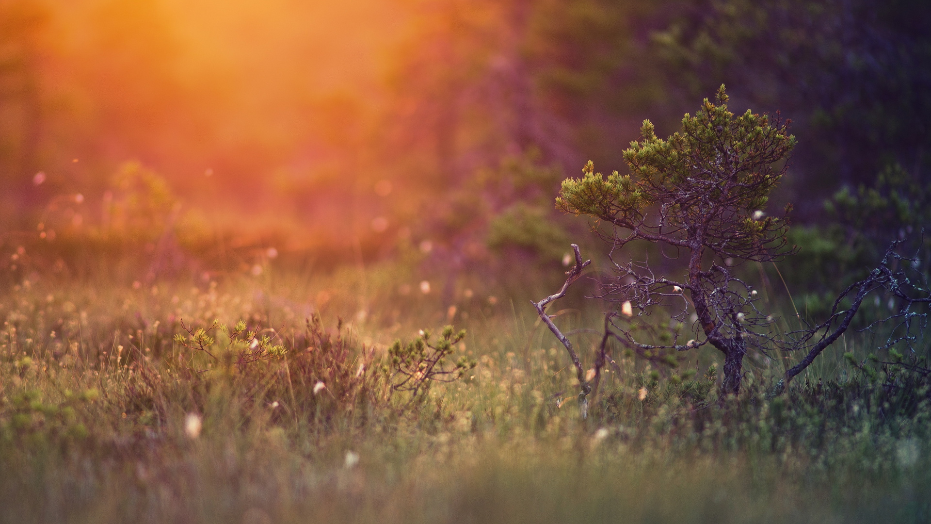 Обои чахлая сосна, сосна, природа, утро, солнечный свет в разрешении 1920x1080