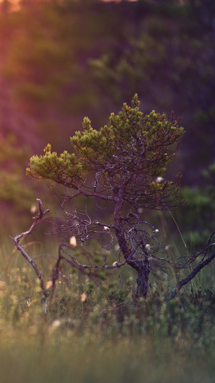 Обои чахлая сосна, сосна, природа, утро, солнечный свет в разрешении 750x1334