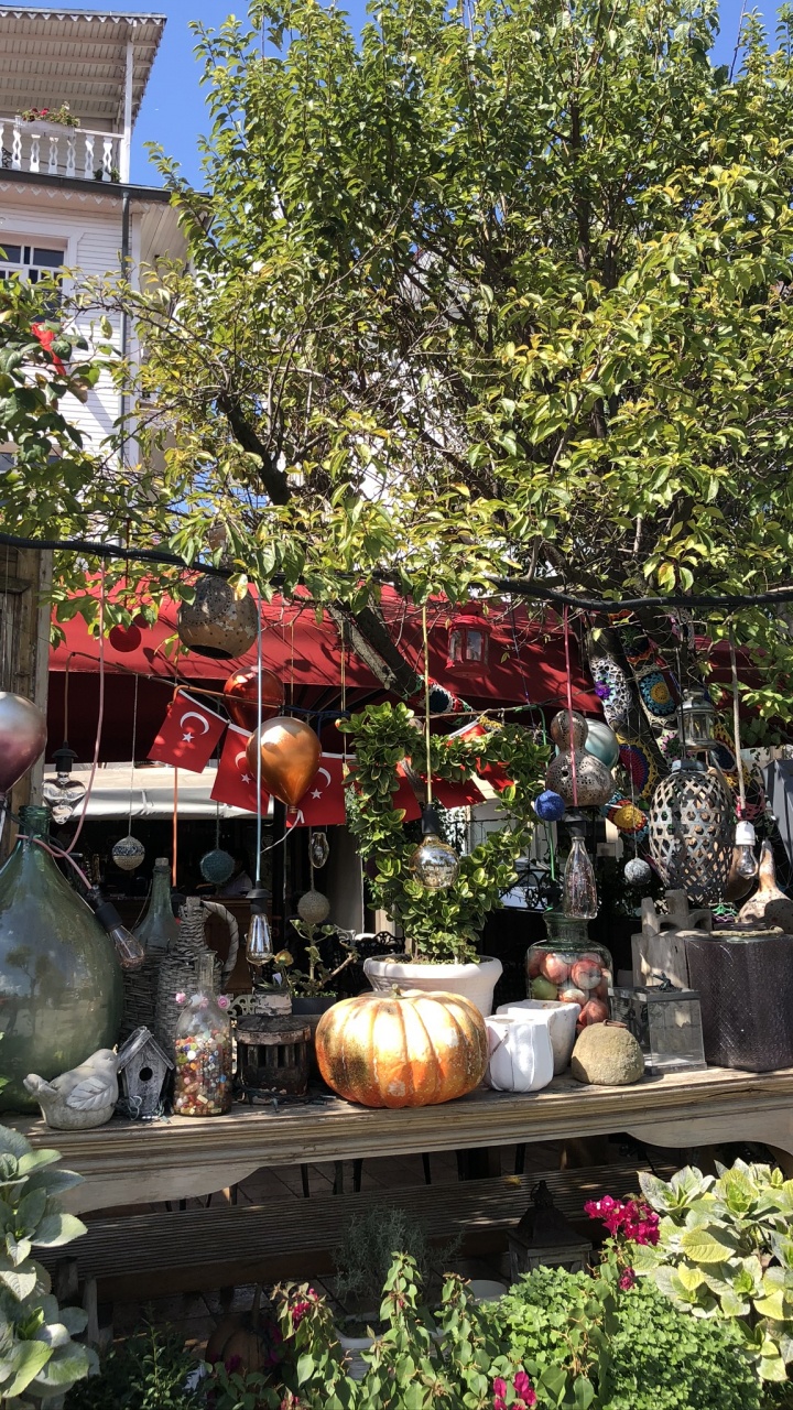 Обои открытый структуру, освещение, растение, цветочный горшок, сад в разрешении 720x1280