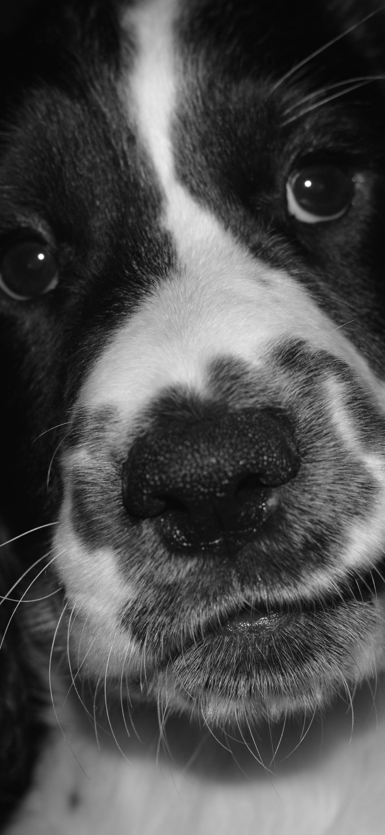 Обои Псовые, черный, собака породы, спаниель, английский спрингер спаниель в разрешении 1242x2688