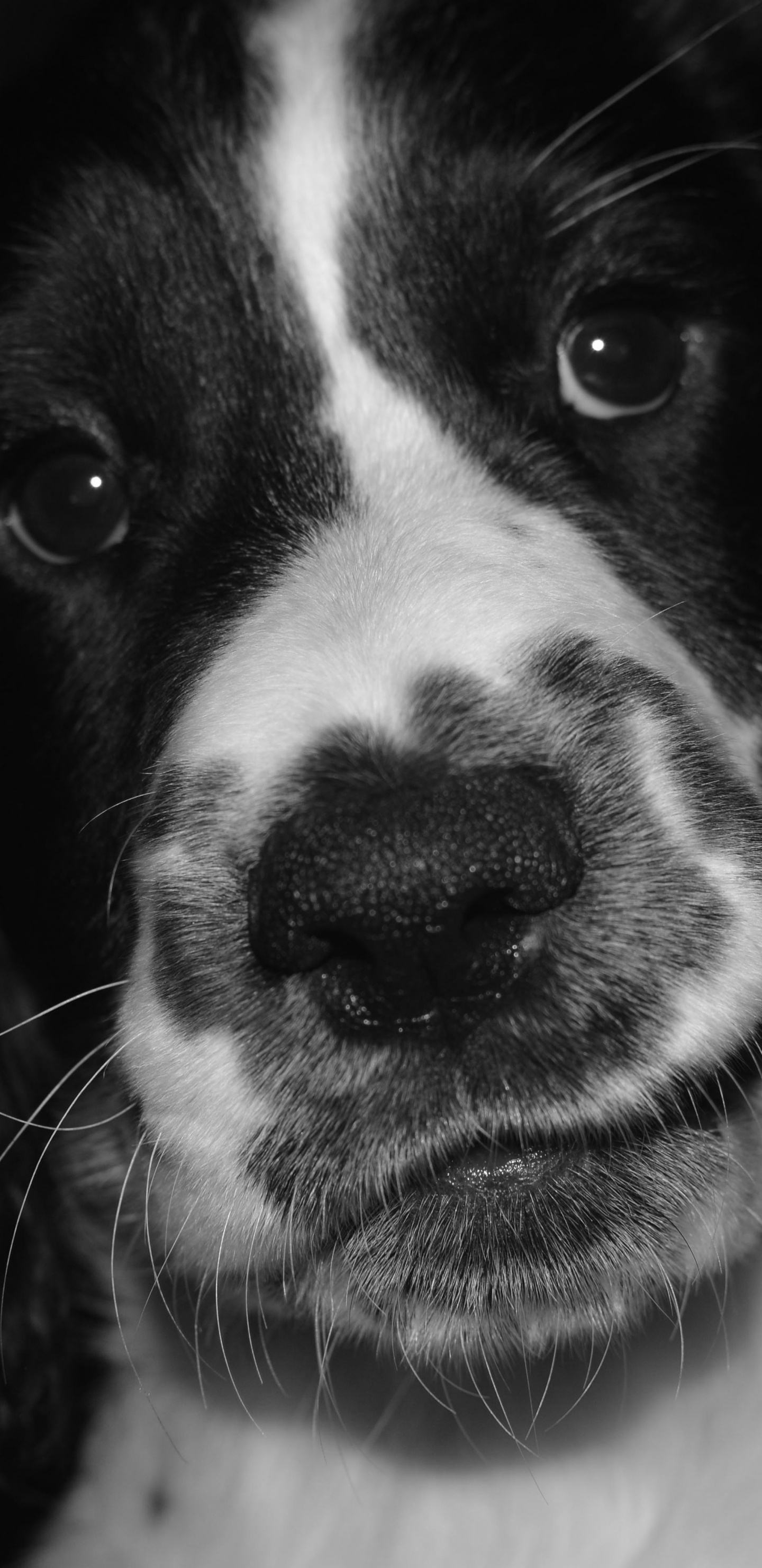 Обои Псовые, черный, собака породы, спаниель, английский спрингер спаниель в разрешении 1440x2960