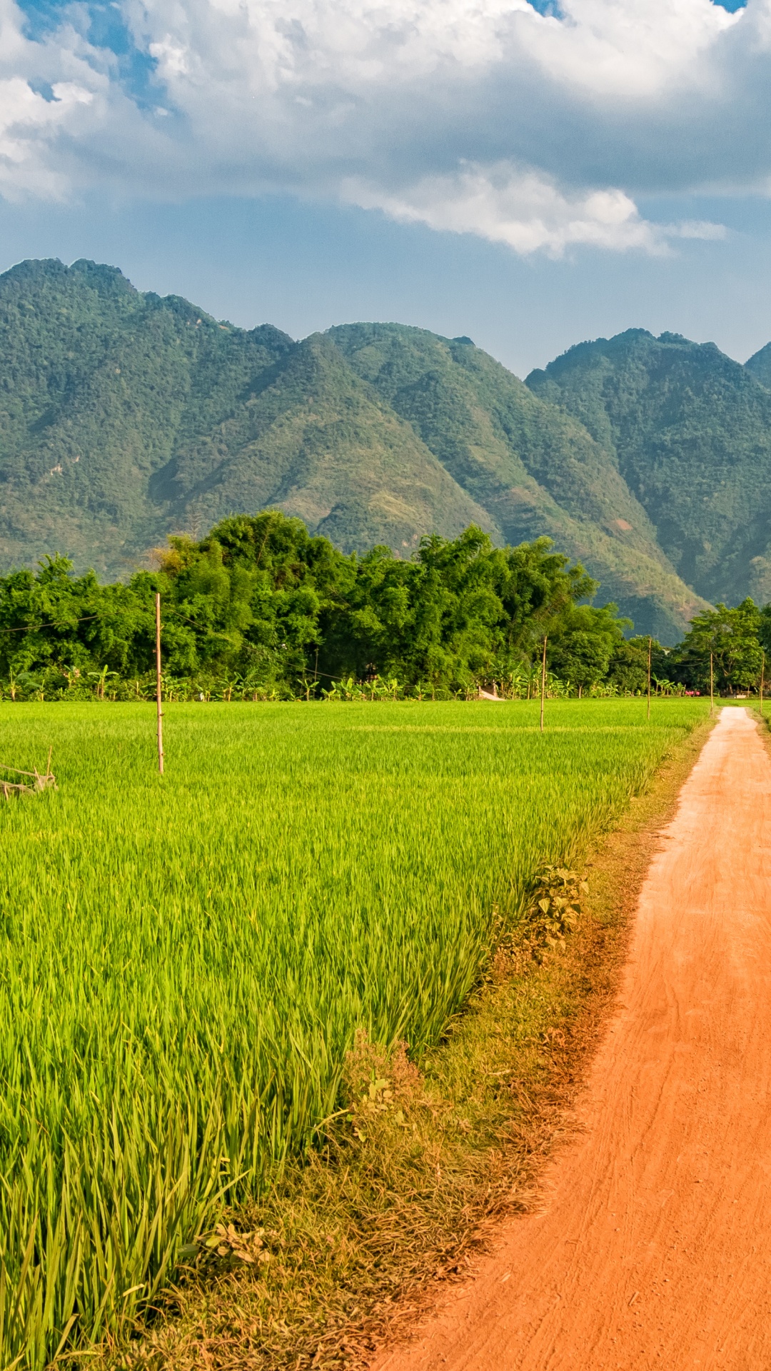 Обои Май-Чуйского Района, поле, рисовое поле, сельское хозяйство, сенокосное угодье в разрешении 1080x1920