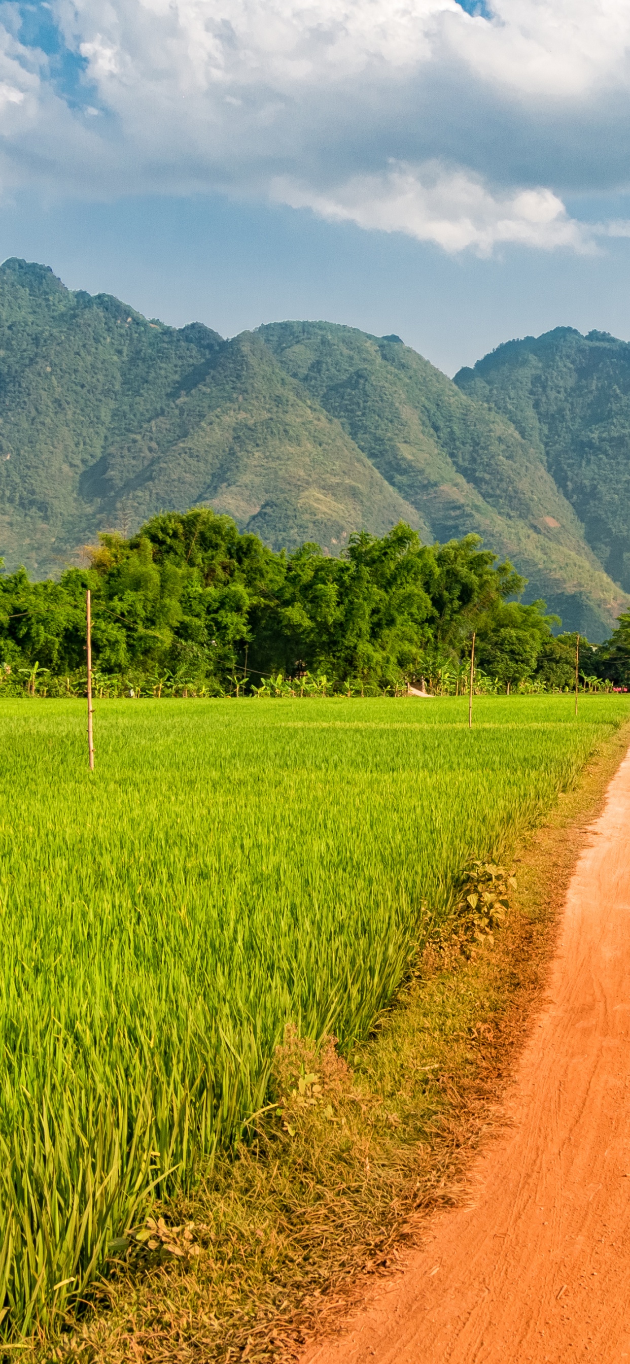 Обои Май-Чуйского Района, поле, рисовое поле, сельское хозяйство, сенокосное угодье в разрешении 1242x2688