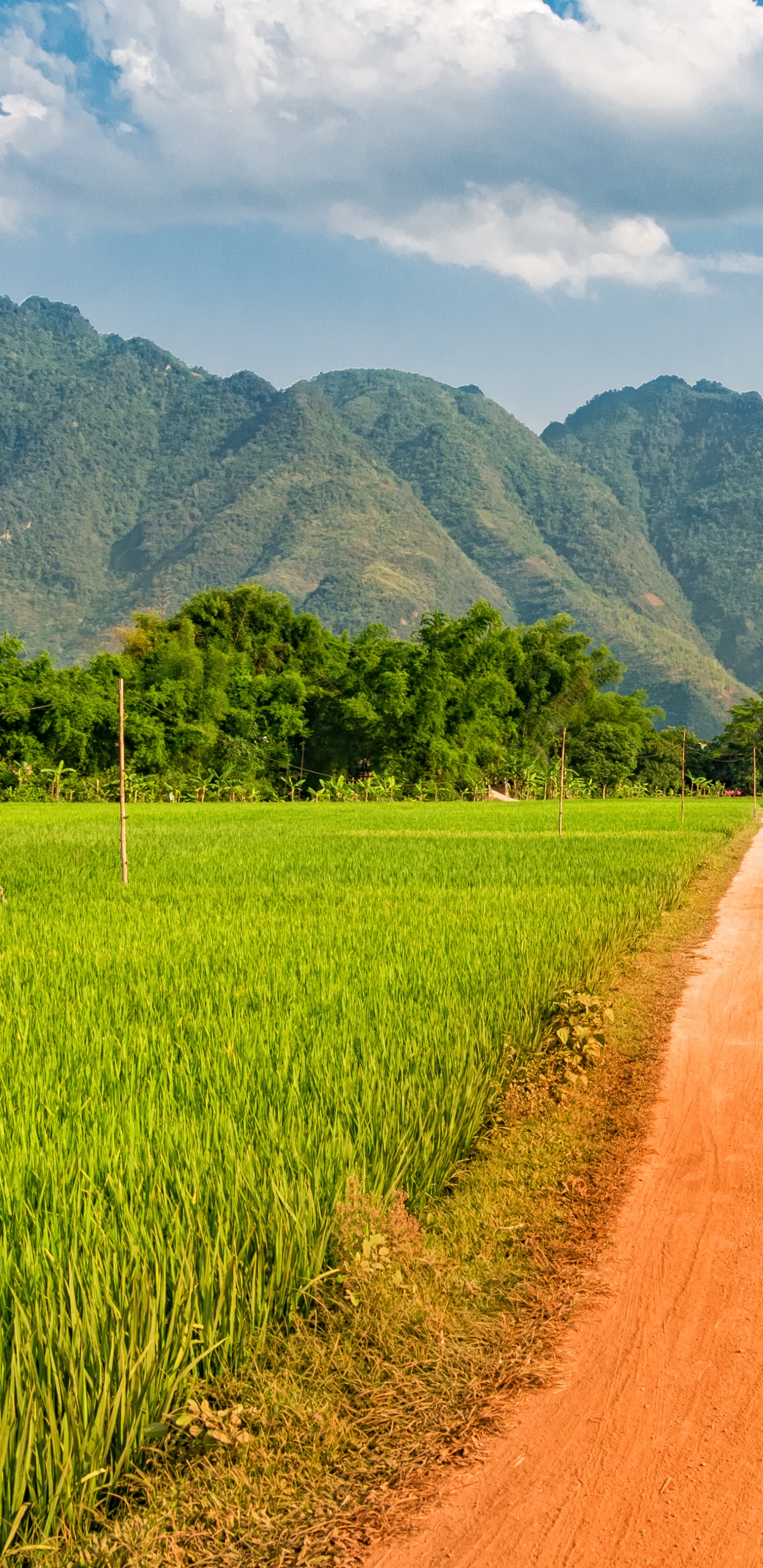Обои Май-Чуйского Района, поле, рисовое поле, сельское хозяйство, сенокосное угодье в разрешении 1440x2960