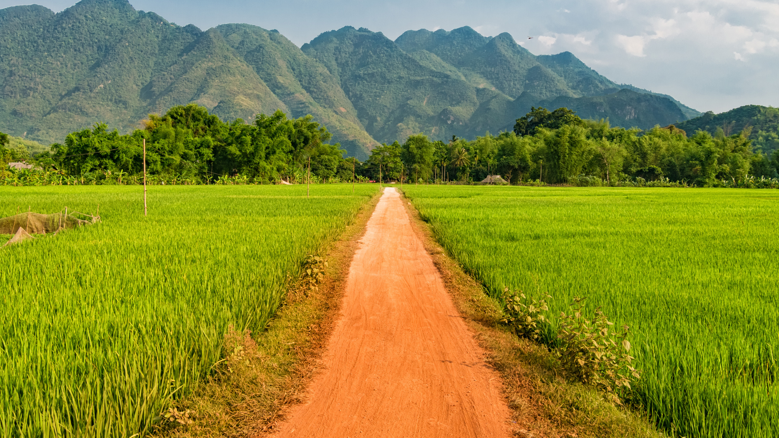 Обои Май-Чуйского Района, поле, рисовое поле, сельское хозяйство, сенокосное угодье в разрешении 2560x1440