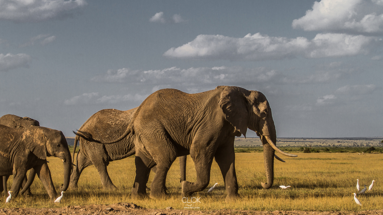 Обои живая природа, индийский слон, Слон, национальный парк серенгети, слоны и мамонты в разрешении 1280x720