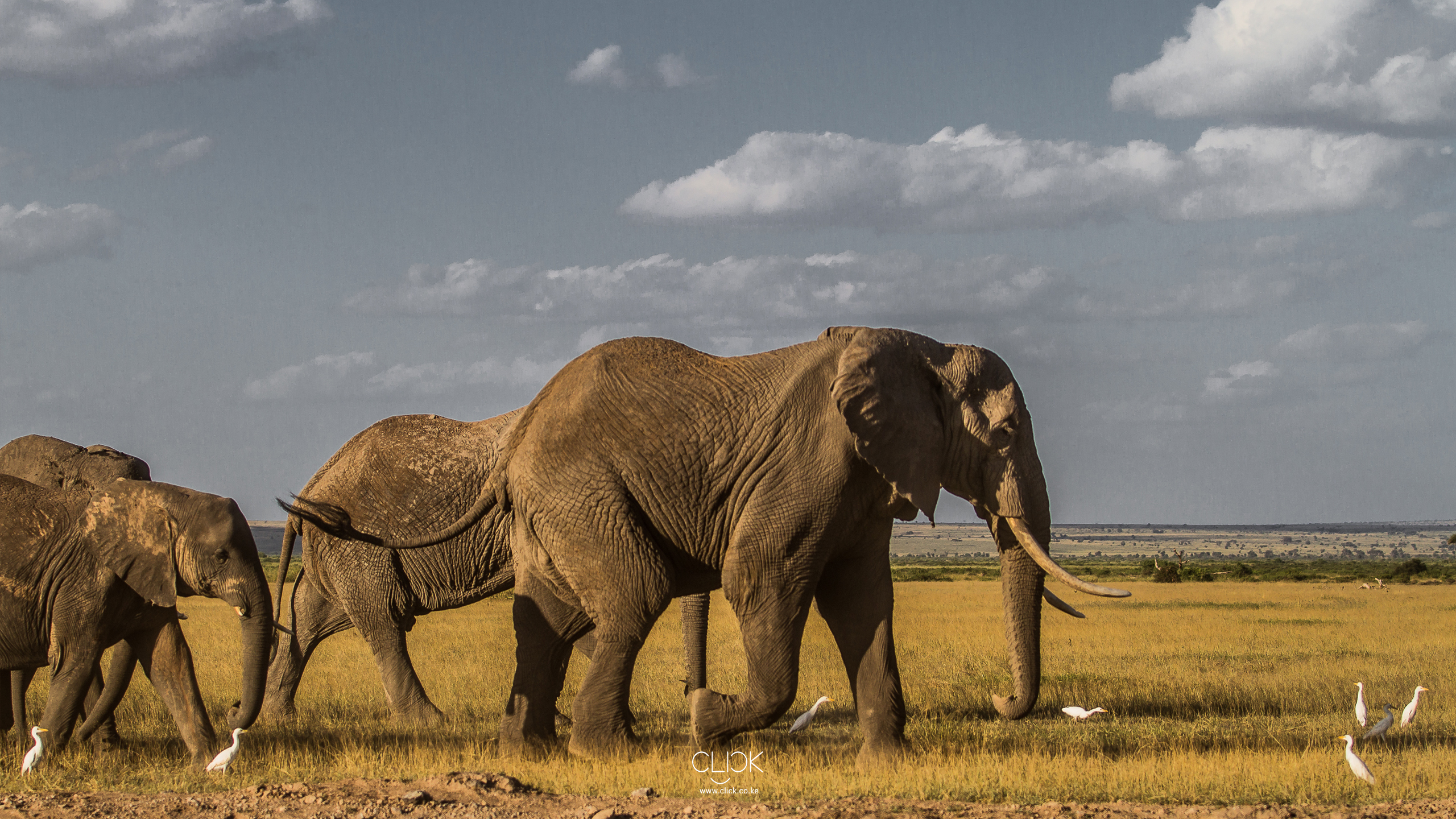 Обои живая природа, индийский слон, Слон, национальный парк серенгети, слоны и мамонты в разрешении 2560x1440