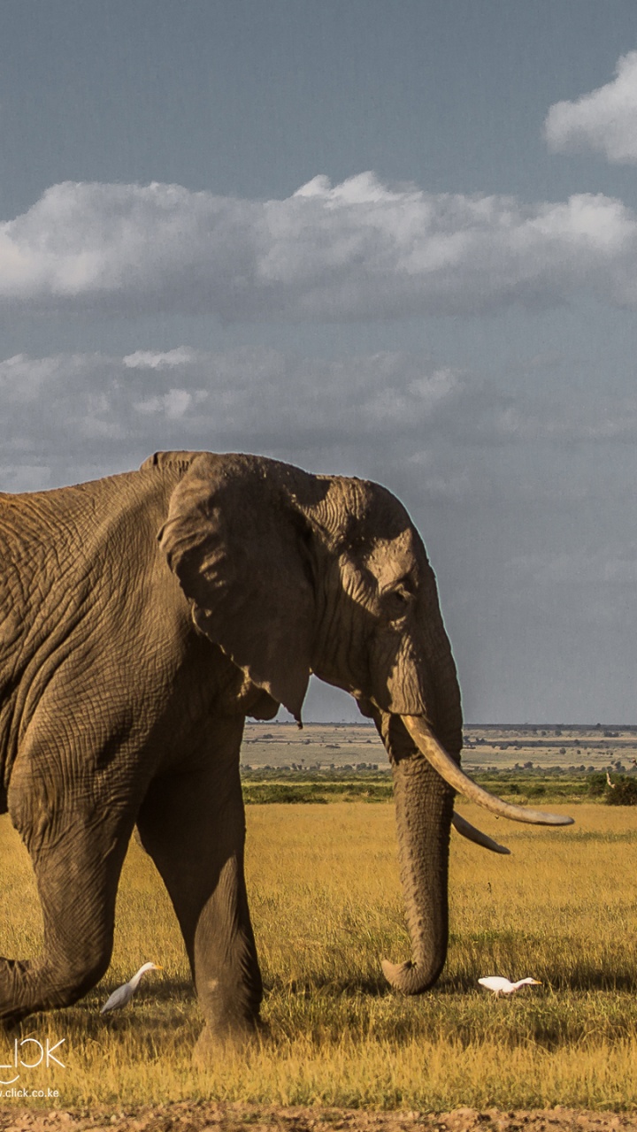 Обои живая природа, индийский слон, Слон, национальный парк серенгети, слоны и мамонты в разрешении 720x1280