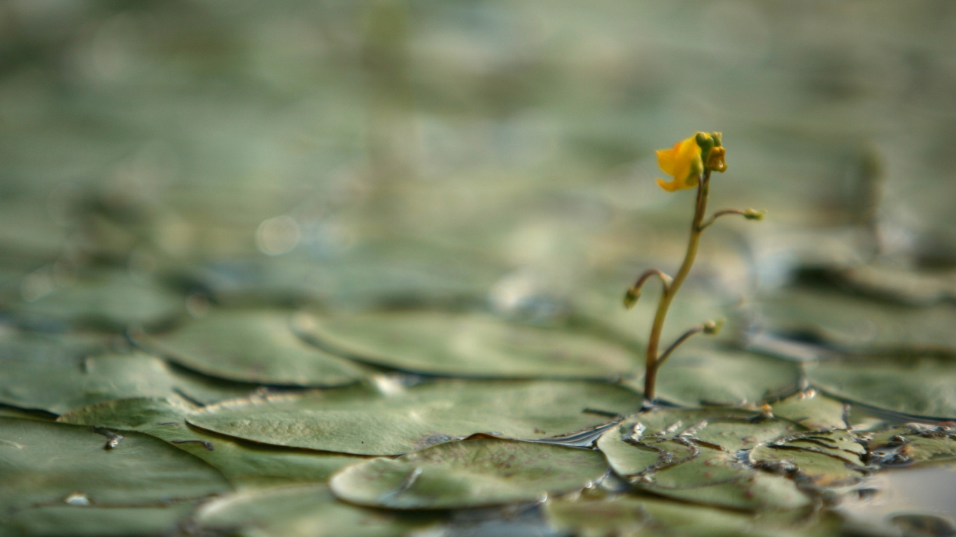 Обои растение, весна, стебель растения, листья, макросъемка в разрешении 1366x768