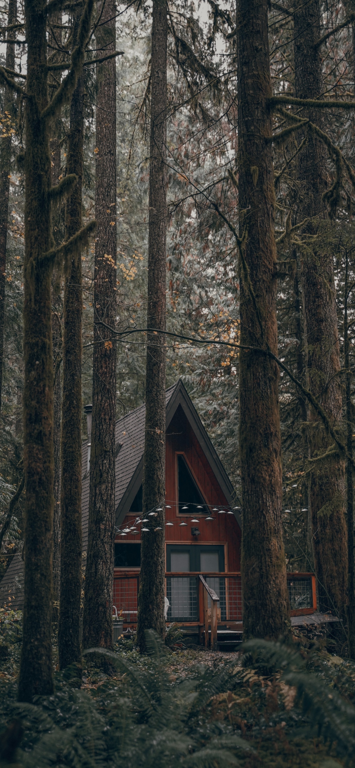 Обои лес, дерево, здание, природа, окружающая среда в разрешении 1242x2688