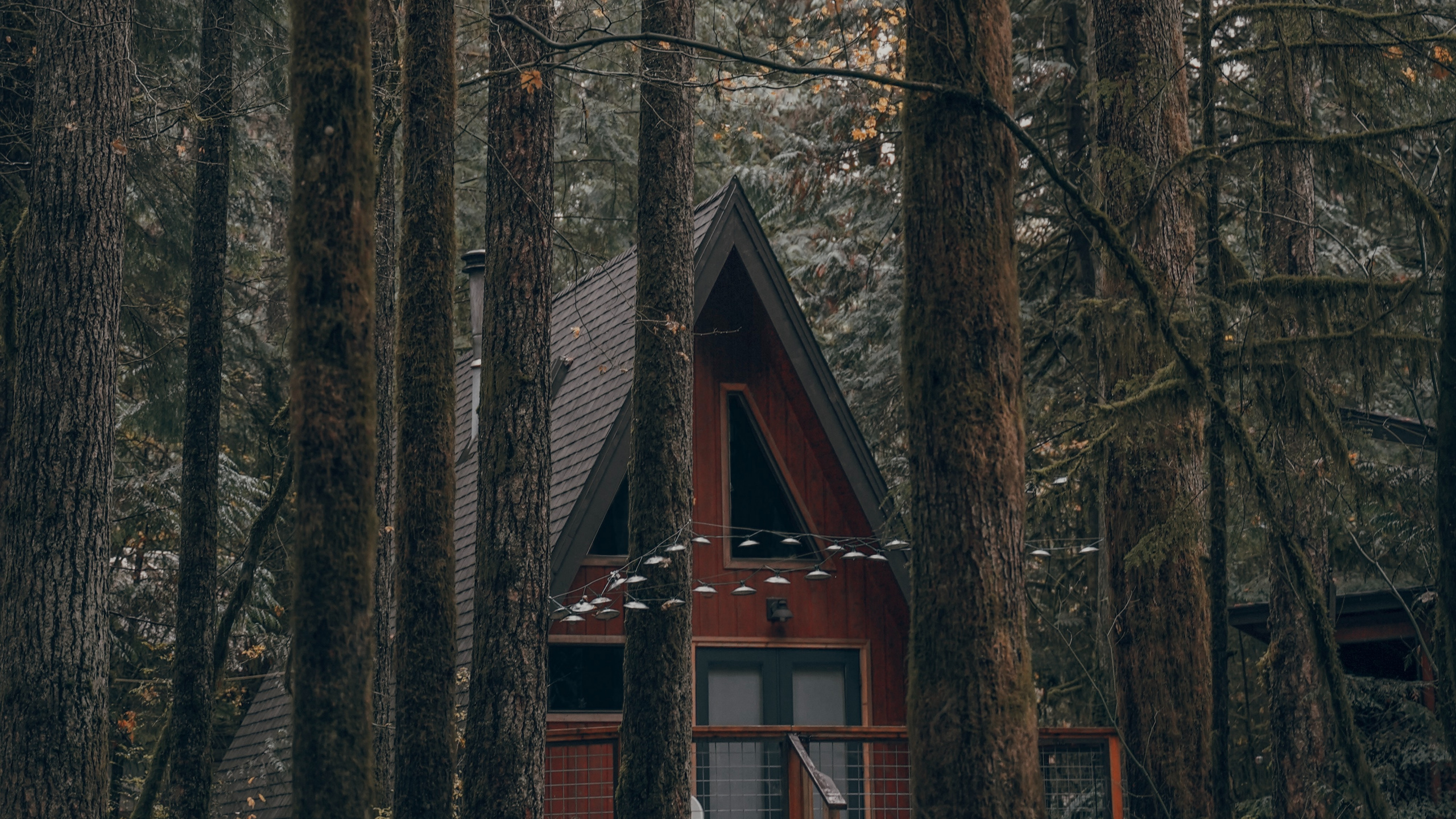 Обои лес, дерево, здание, природа, окружающая среда в разрешении 2560x1440