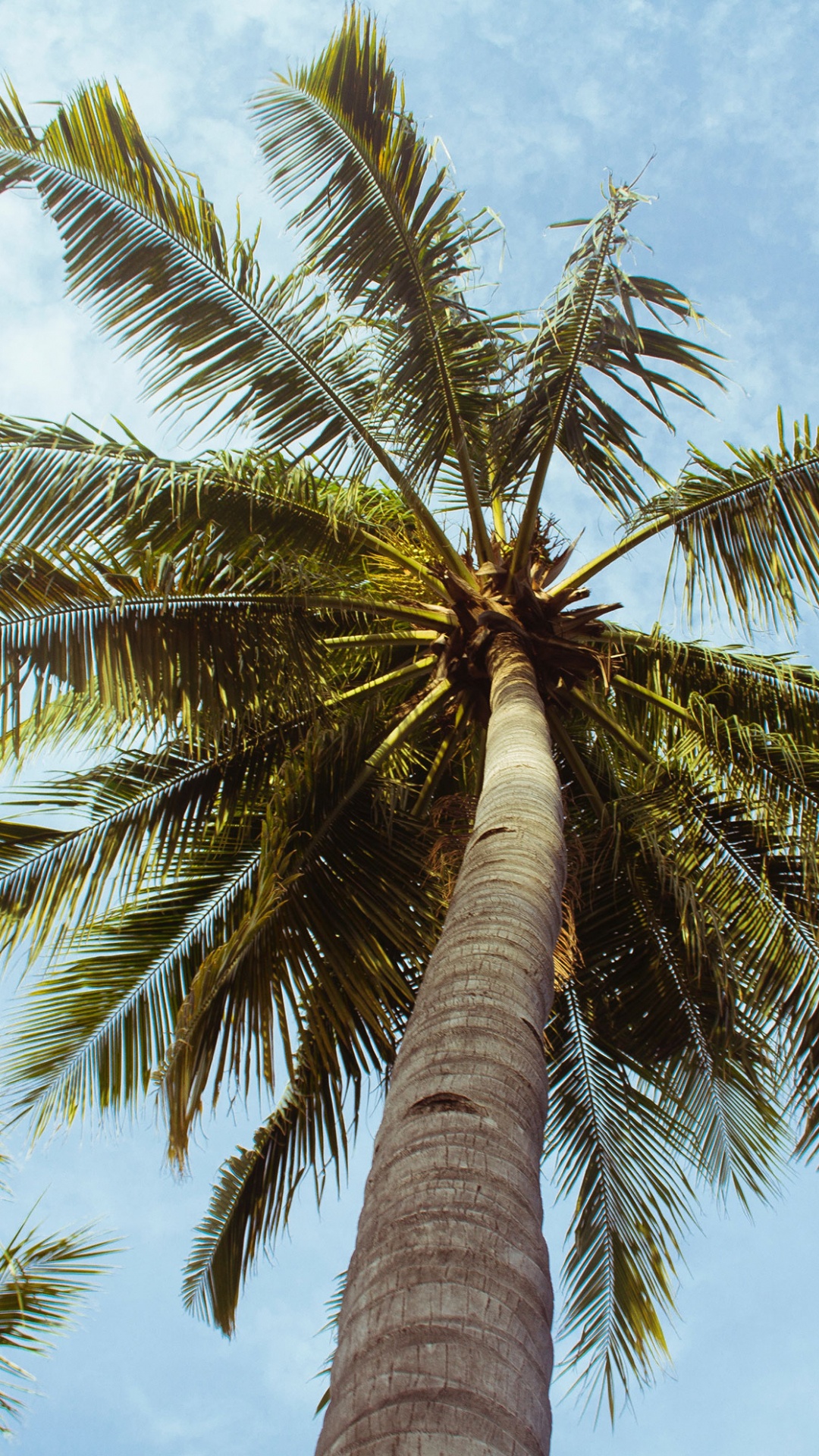 Обои пальмовые рощи, дерево, Пальма, Кокос, attalea специоза в разрешении 1080x1920