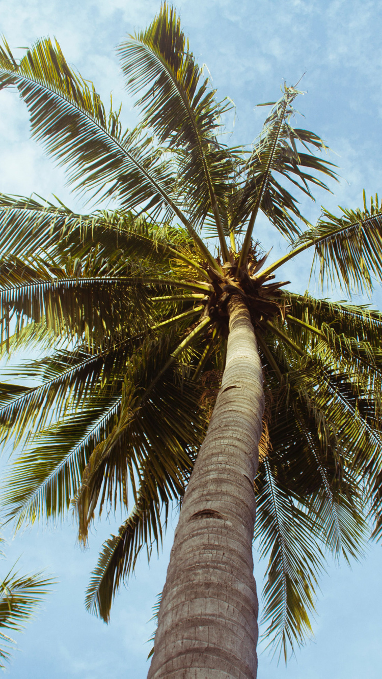 Обои пальмовые рощи, дерево, Пальма, Кокос, attalea специоза в разрешении 750x1334