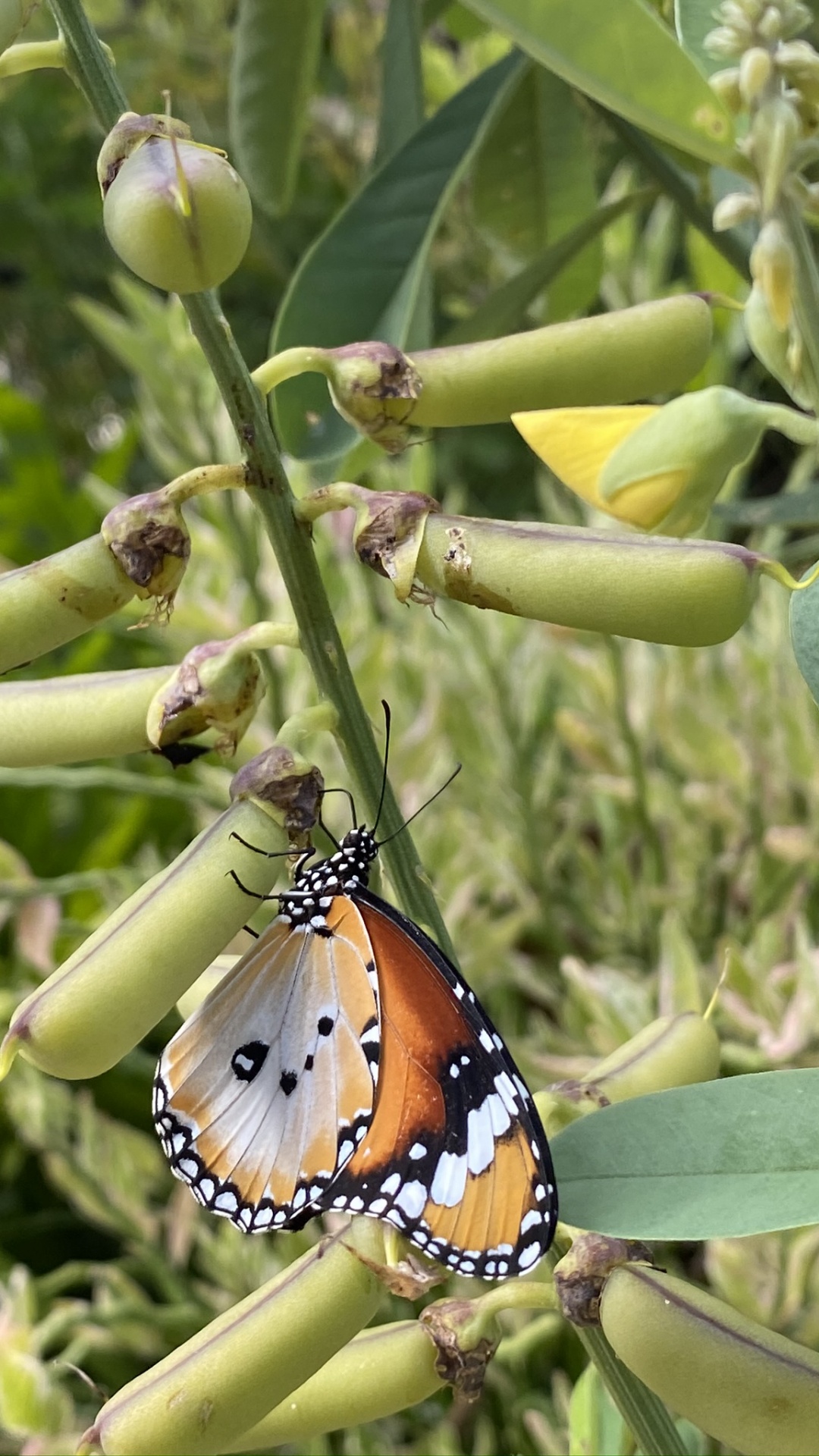 Обои бабочкамонарх, стебель растения, беспозвоночных, природа, членистоногое в разрешении 1080x1920