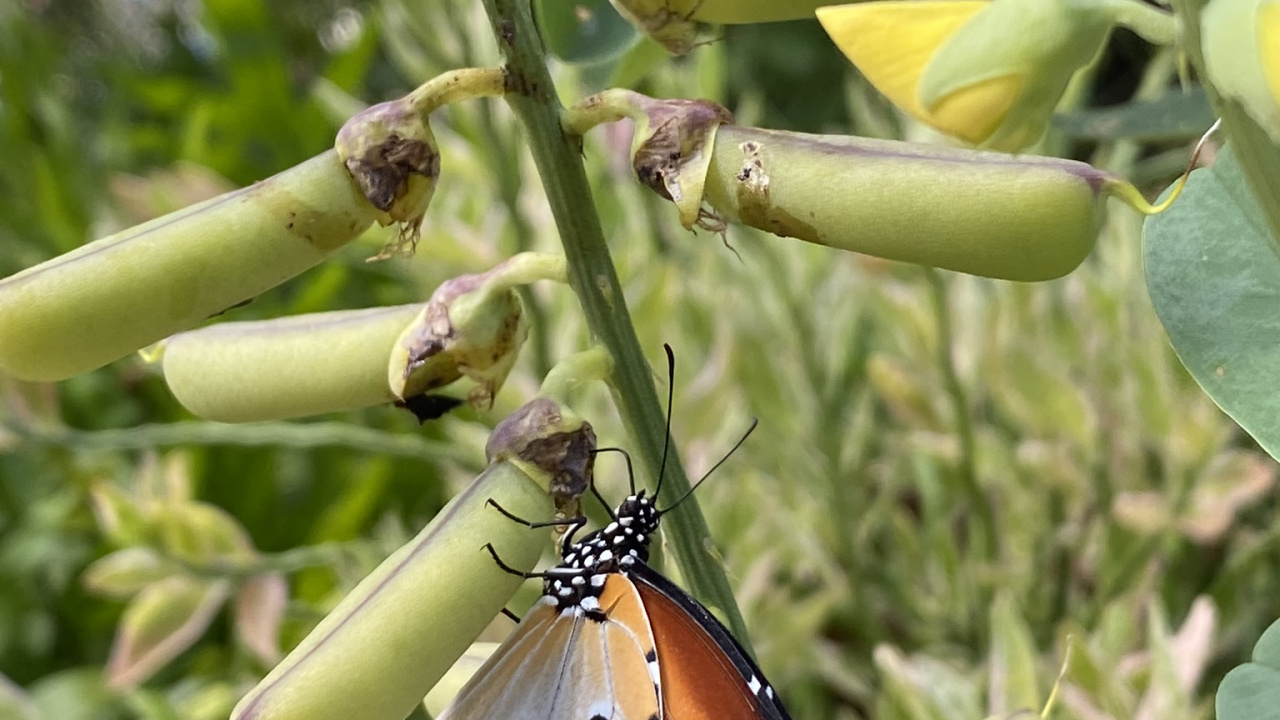 Обои бабочкамонарх, стебель растения, беспозвоночных, природа, членистоногое в разрешении 1280x720
