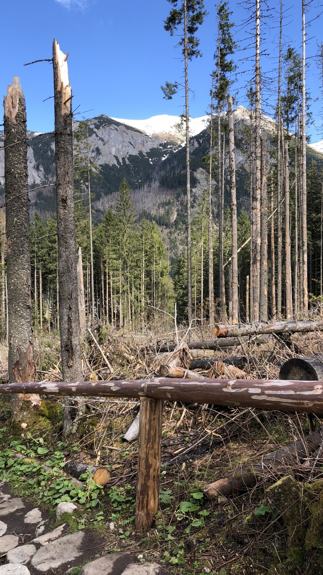 Обои дикая местность, елово пихтовые леса, биом, хвойными лесами, гора в разрешении 1080x1920