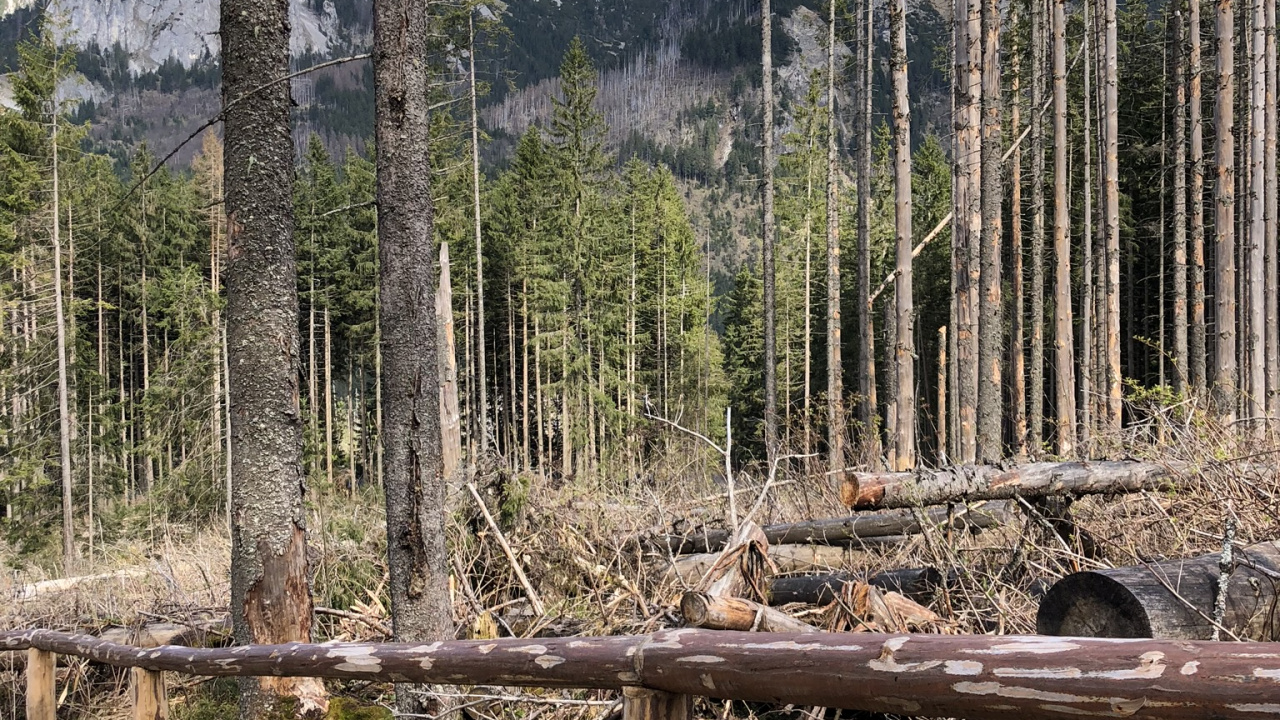 Обои дикая местность, елово пихтовые леса, биом, хвойными лесами, гора в разрешении 1280x720