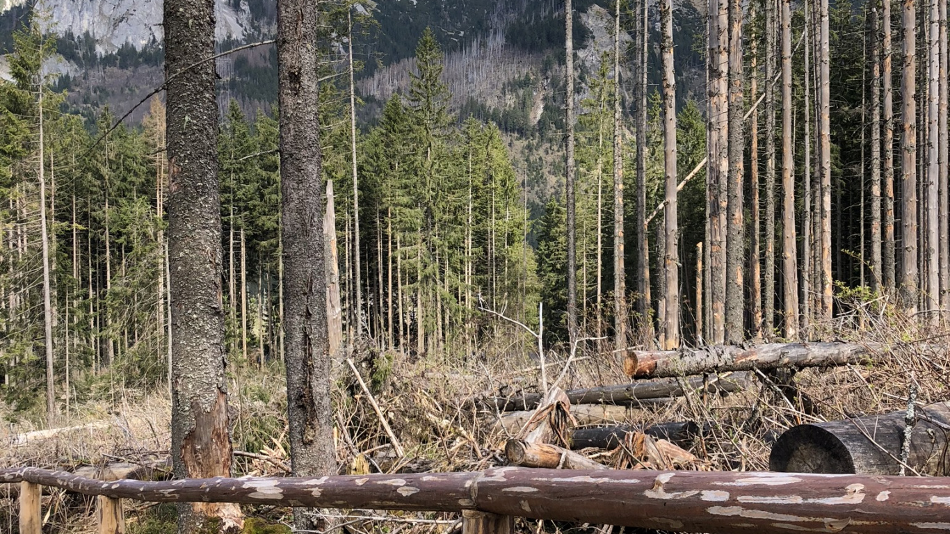 Обои дикая местность, елово пихтовые леса, биом, хвойными лесами, гора в разрешении 1366x768
