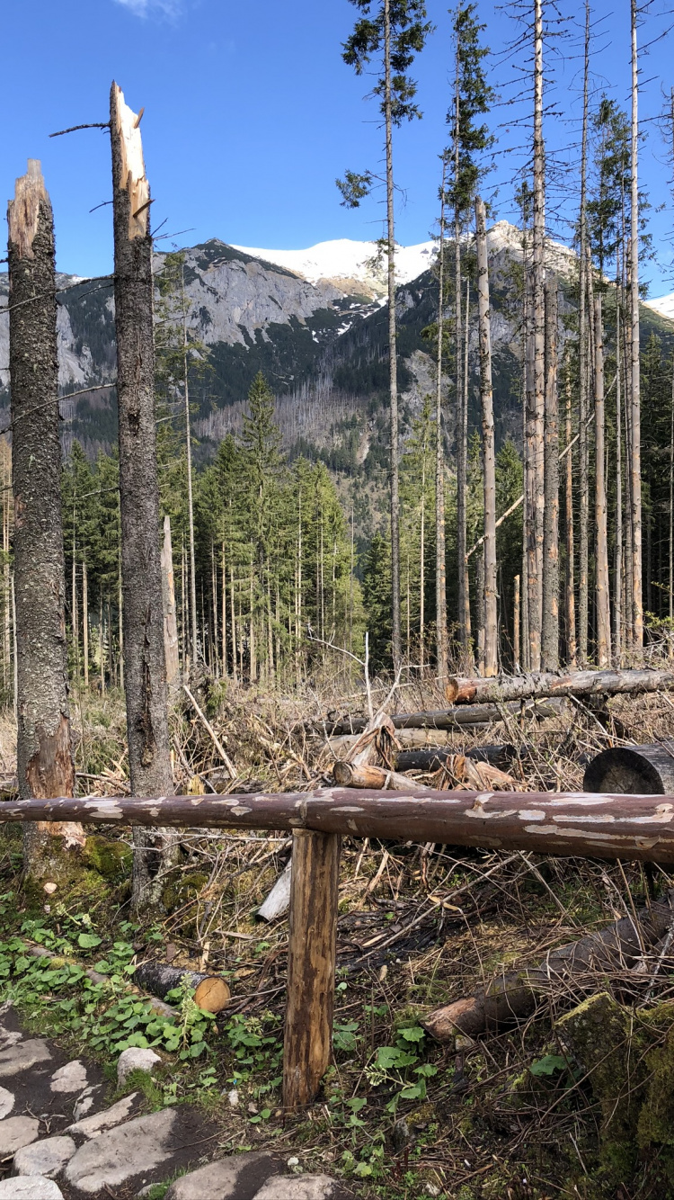Обои дикая местность, елово пихтовые леса, биом, хвойными лесами, гора в разрешении 750x1334