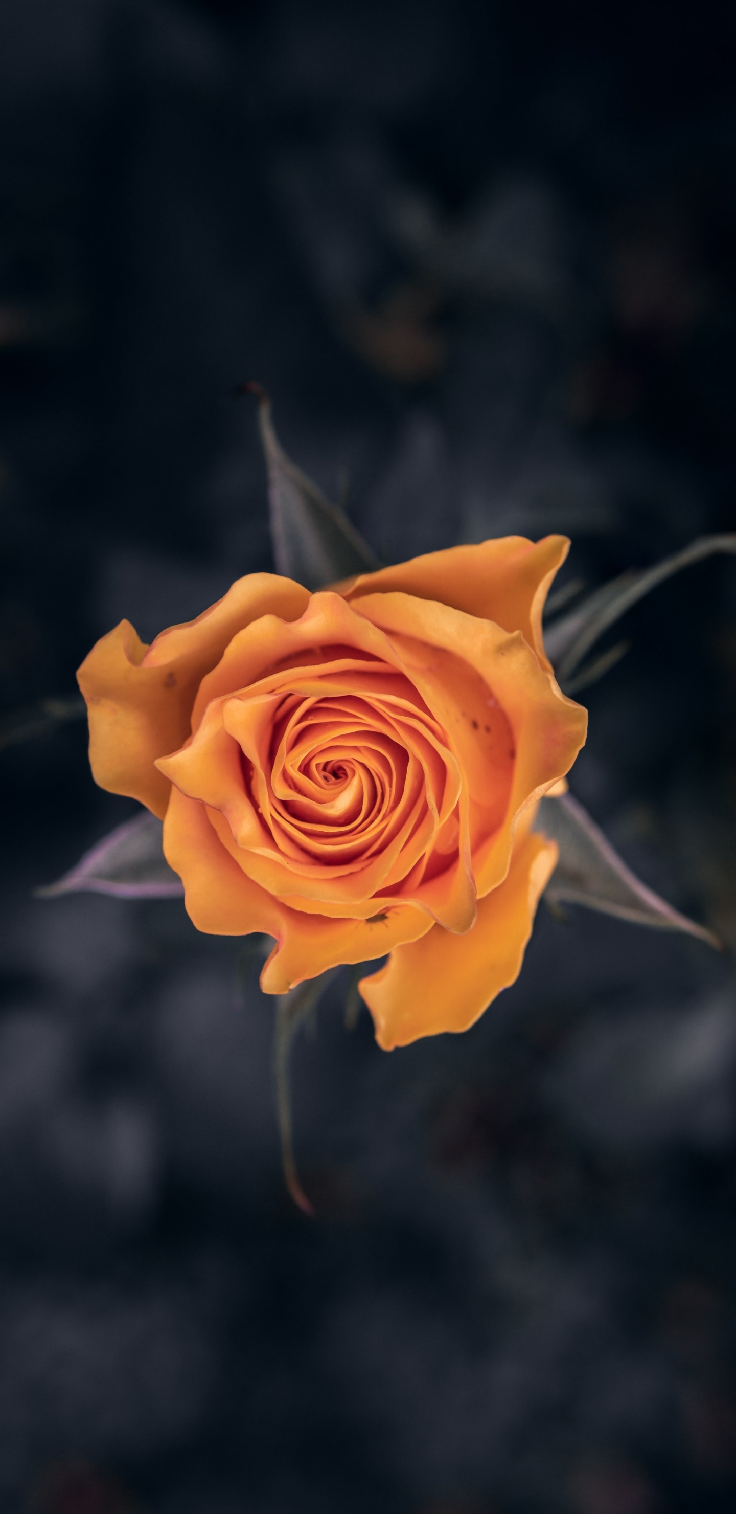 Обои цветок, сад роз, Роза, желтый, Апельсин в разрешении 1440x2960