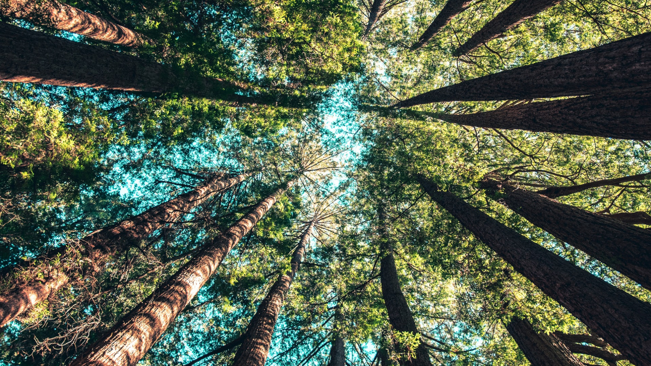 Обои Кейси Хорнер, наземное растение, природный ландшафт, арт, полутона и оттенки в разрешении 1280x720