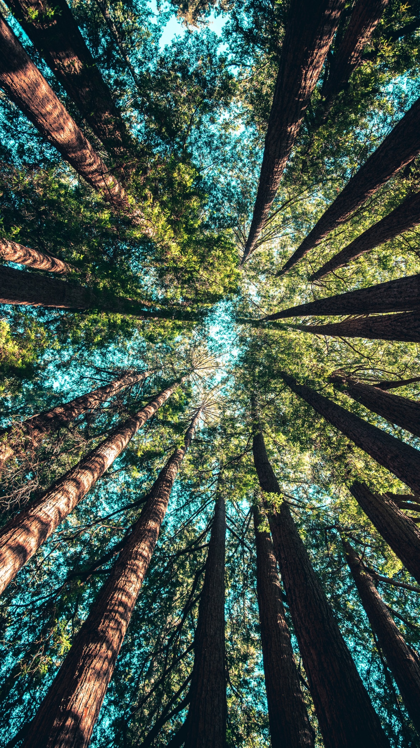 Обои Кейси Хорнер, наземное растение, природный ландшафт, арт, полутона и оттенки в разрешении 1440x2560