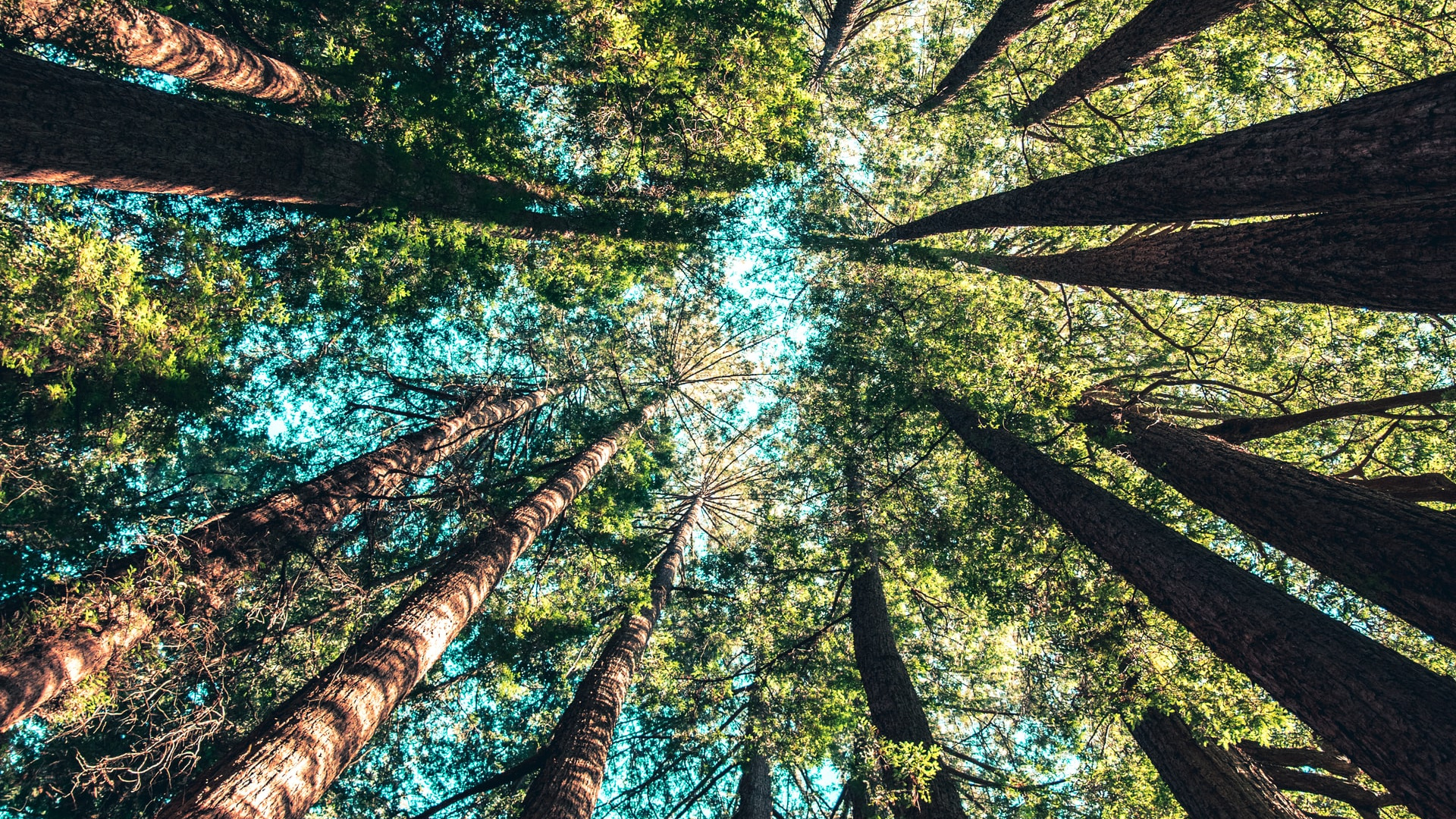 Обои Кейси Хорнер, наземное растение, природный ландшафт, арт, полутона и оттенки в разрешении 1920x1080