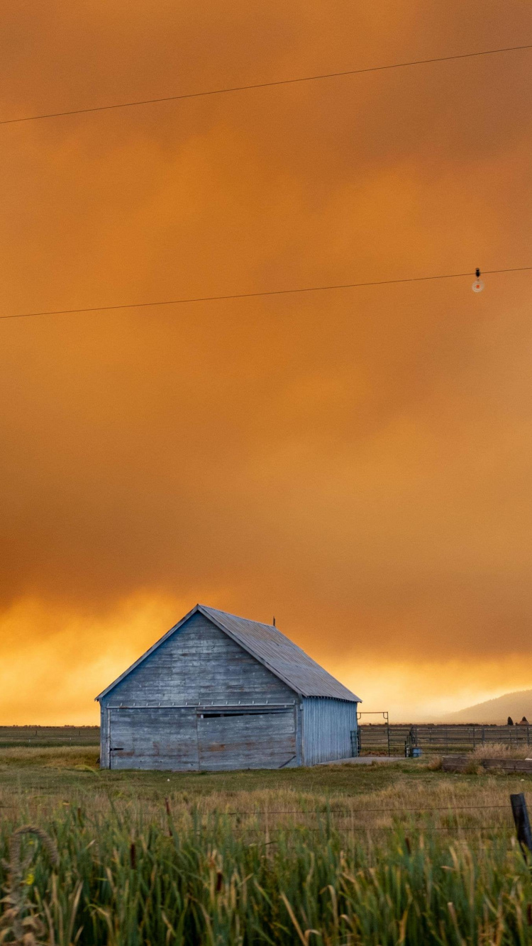 Обои трава, облако, атмосфера, экорегион, растение в разрешении 750x1334