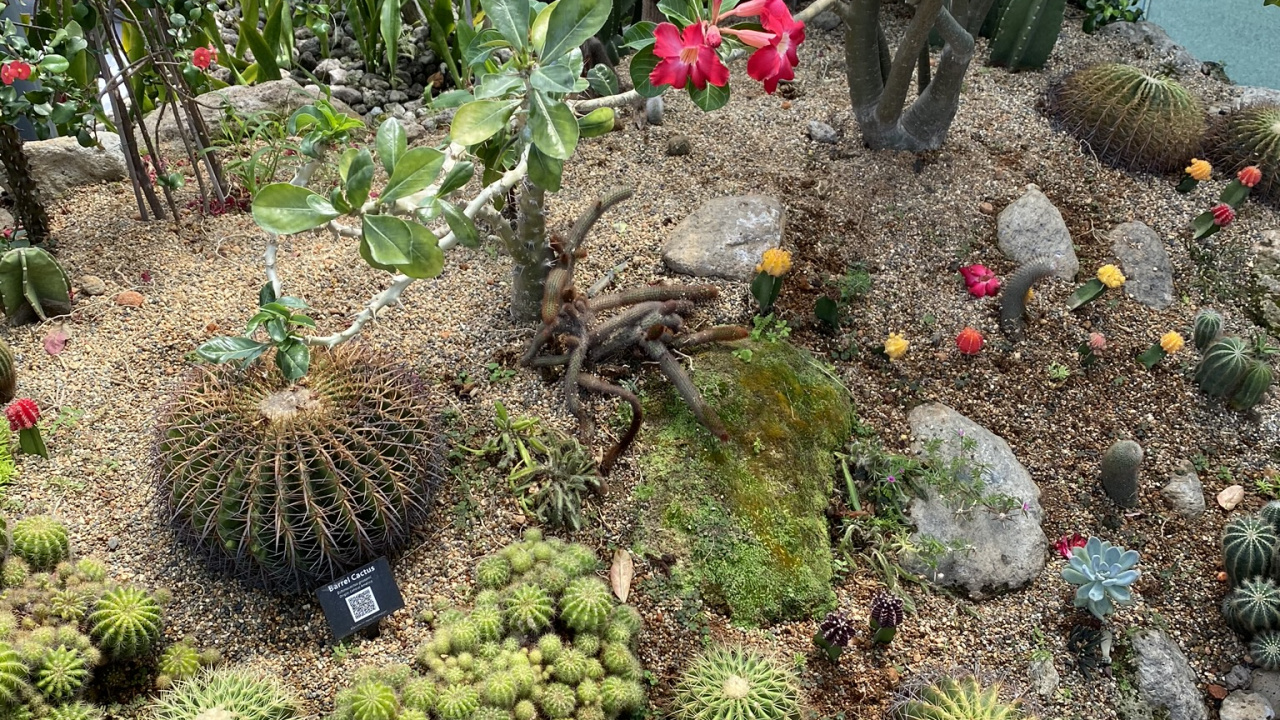 Обои Ботанический сад, биом, кактус, пейзаж, растение в разрешении 1280x720