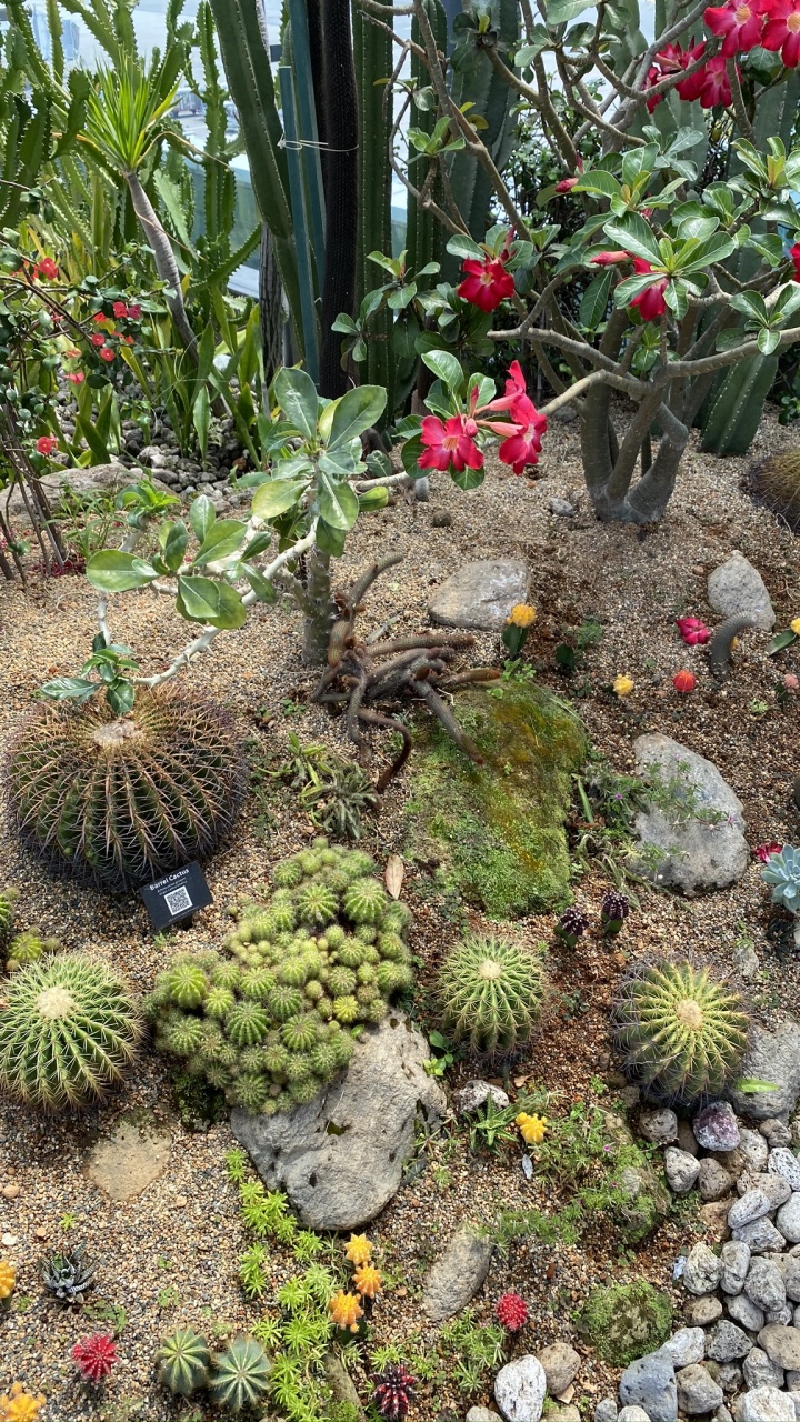 Обои Ботанический сад, биом, кактус, пейзаж, растение в разрешении 720x1280