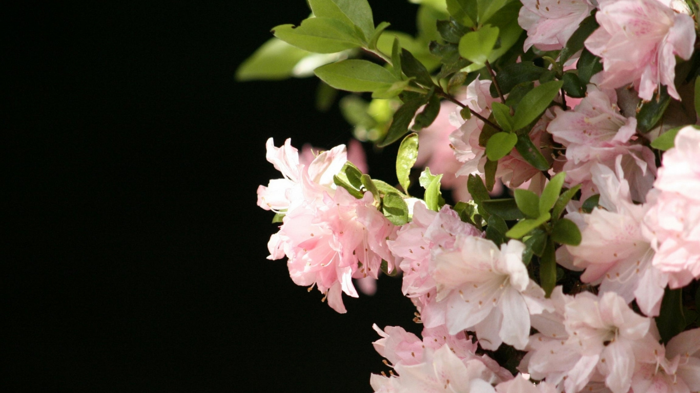 Обои цветковое растение, розовый, растение, весна, расцвет в разрешении 1366x768