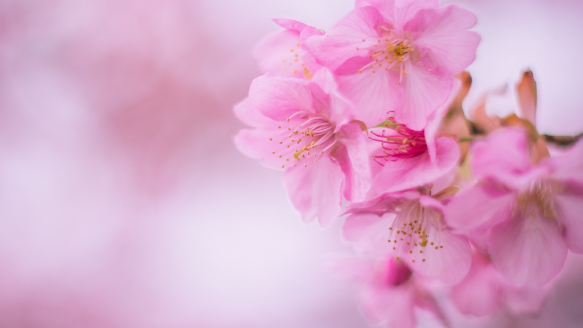Обои расцвет, цветок, розовый, лепесток, цветение вишни в разрешении 1920x1080