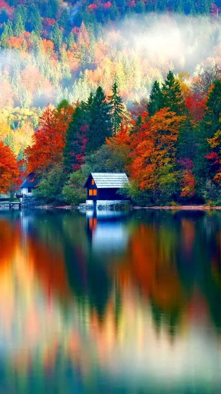 Обои отражение, природа, лист, дерево, вода в разрешении 720x1280