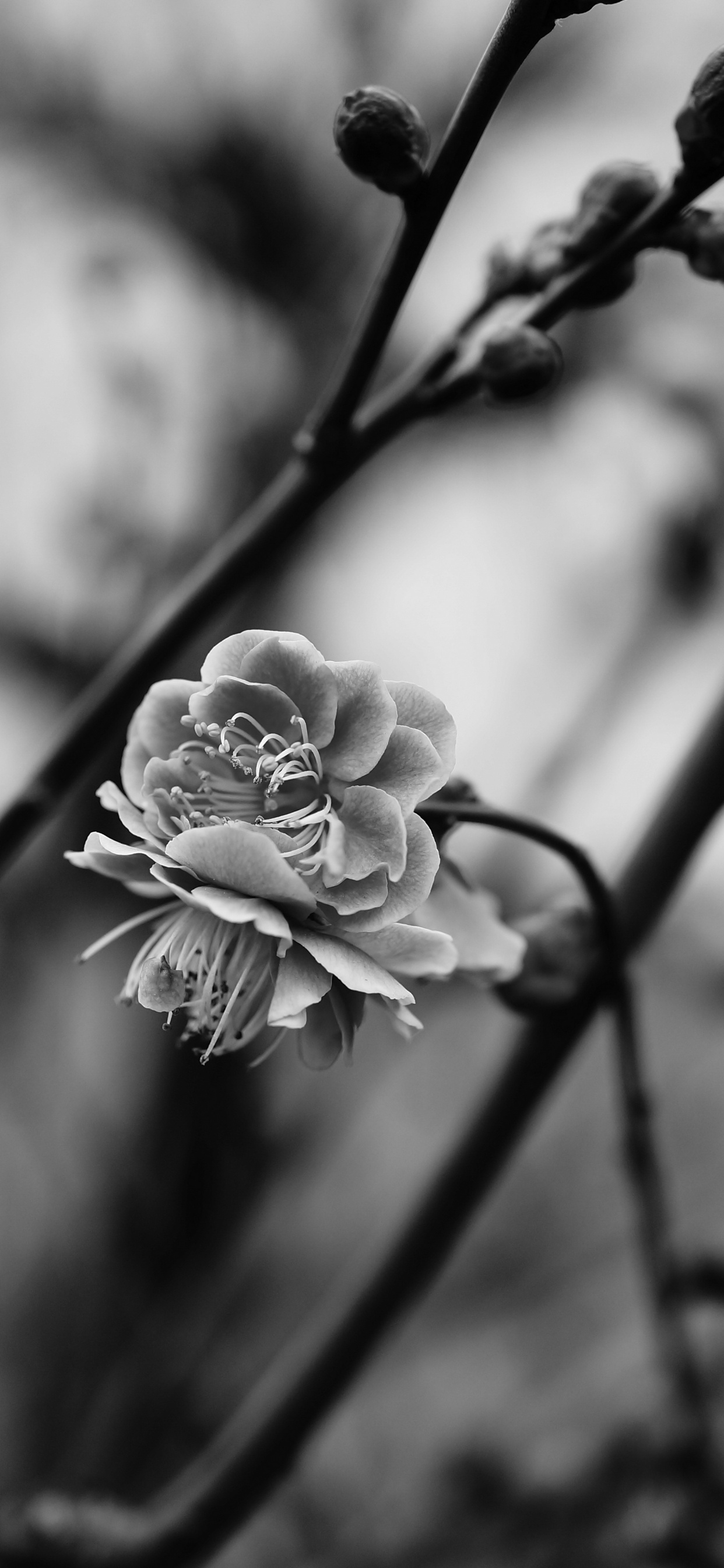 Обои цветок, монохромный, растение, ветвь, весна в разрешении 1242x2688