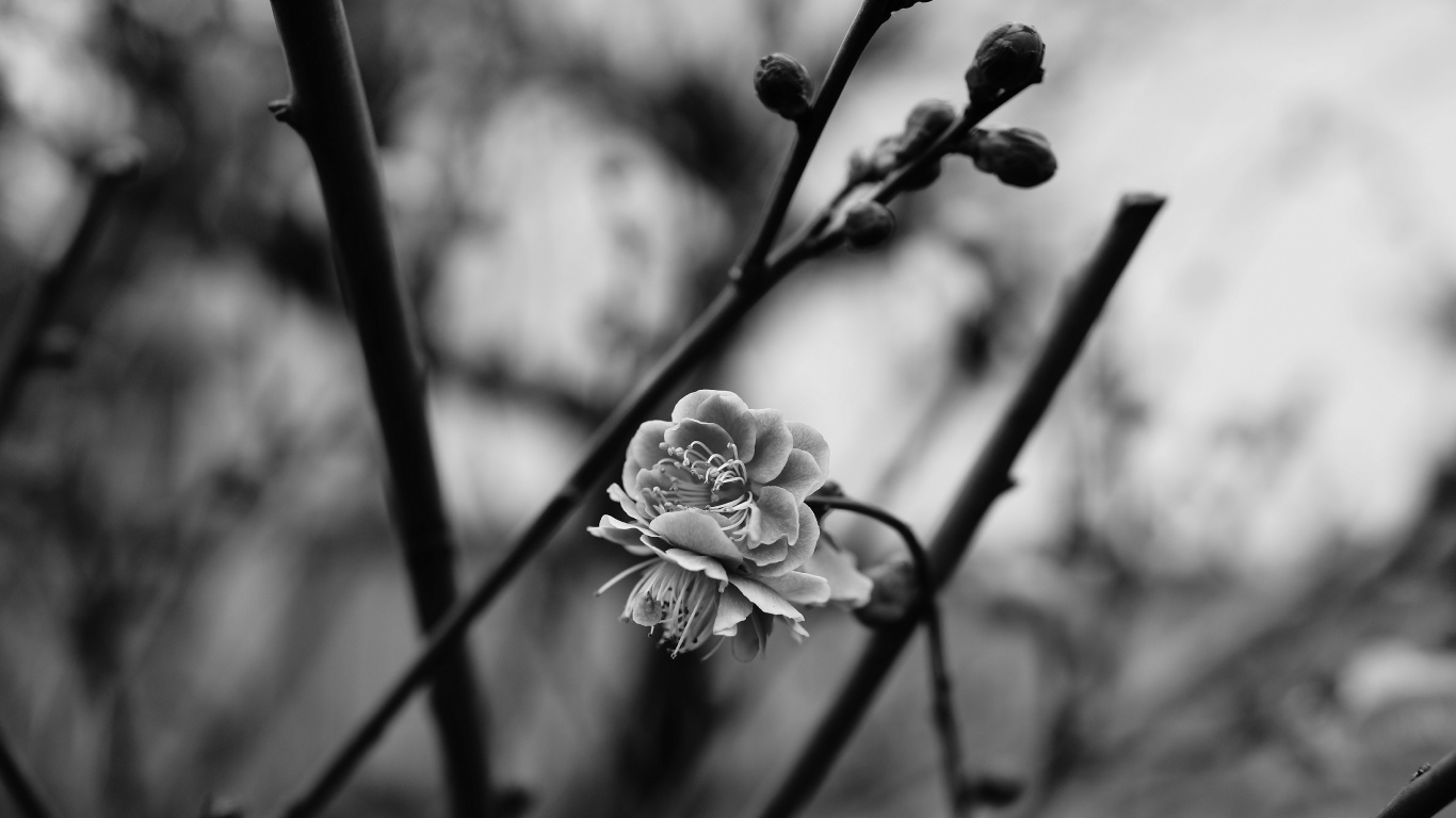 Обои цветок, монохромный, растение, ветвь, весна в разрешении 1366x768