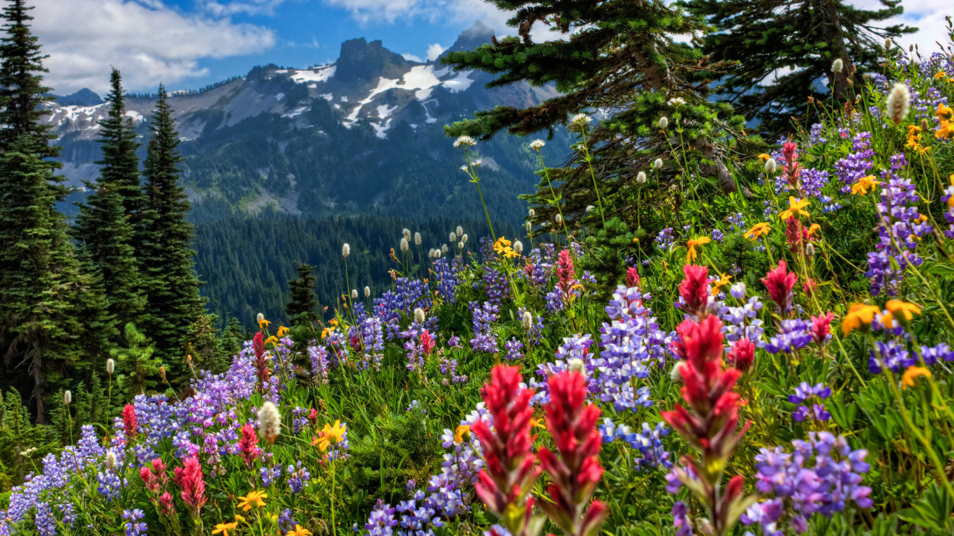 Обои полевой цветок, цветок, дикая местность, луг, растение в разрешении 1366x768