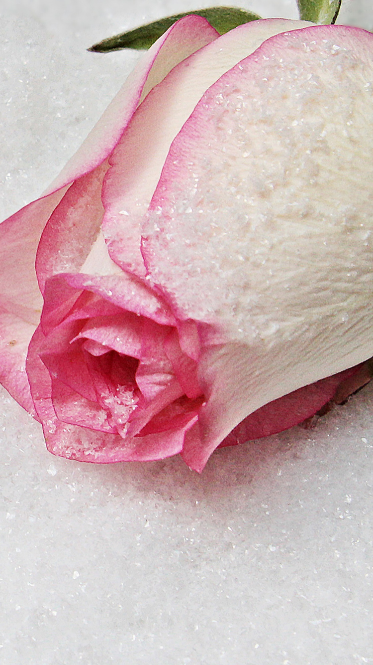 Обои сердце, розовый, ювелирные изделия, лепесток, цветок в разрешении 750x1334