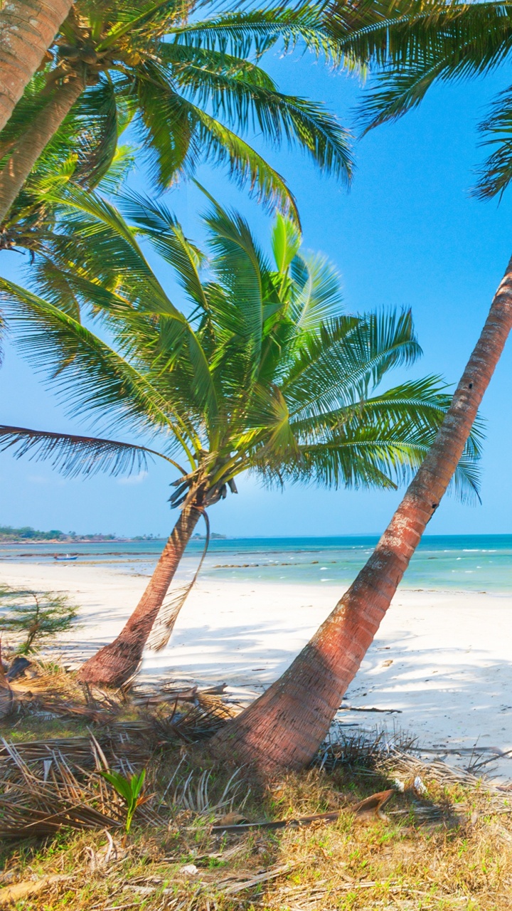 Обои пляж, пальмовые рощи, море, тропическая зона, Пальма в разрешении 720x1280