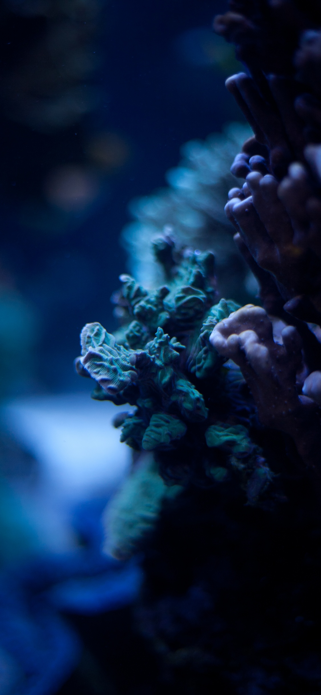 Обои синий, окружающая среда, риф, коралловый риф, коралл в разрешении 1125x2436