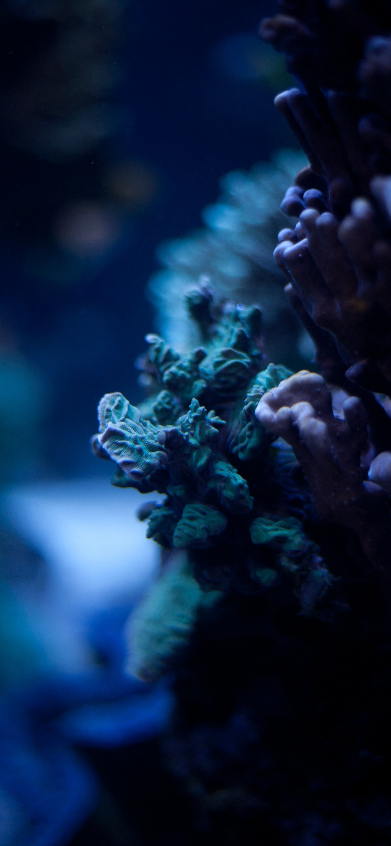 Обои синий, окружающая среда, риф, коралловый риф, коралл в разрешении 1242x2688