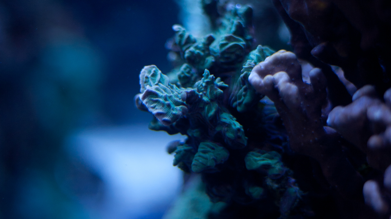Обои синий, окружающая среда, риф, коралловый риф, коралл в разрешении 1366x768
