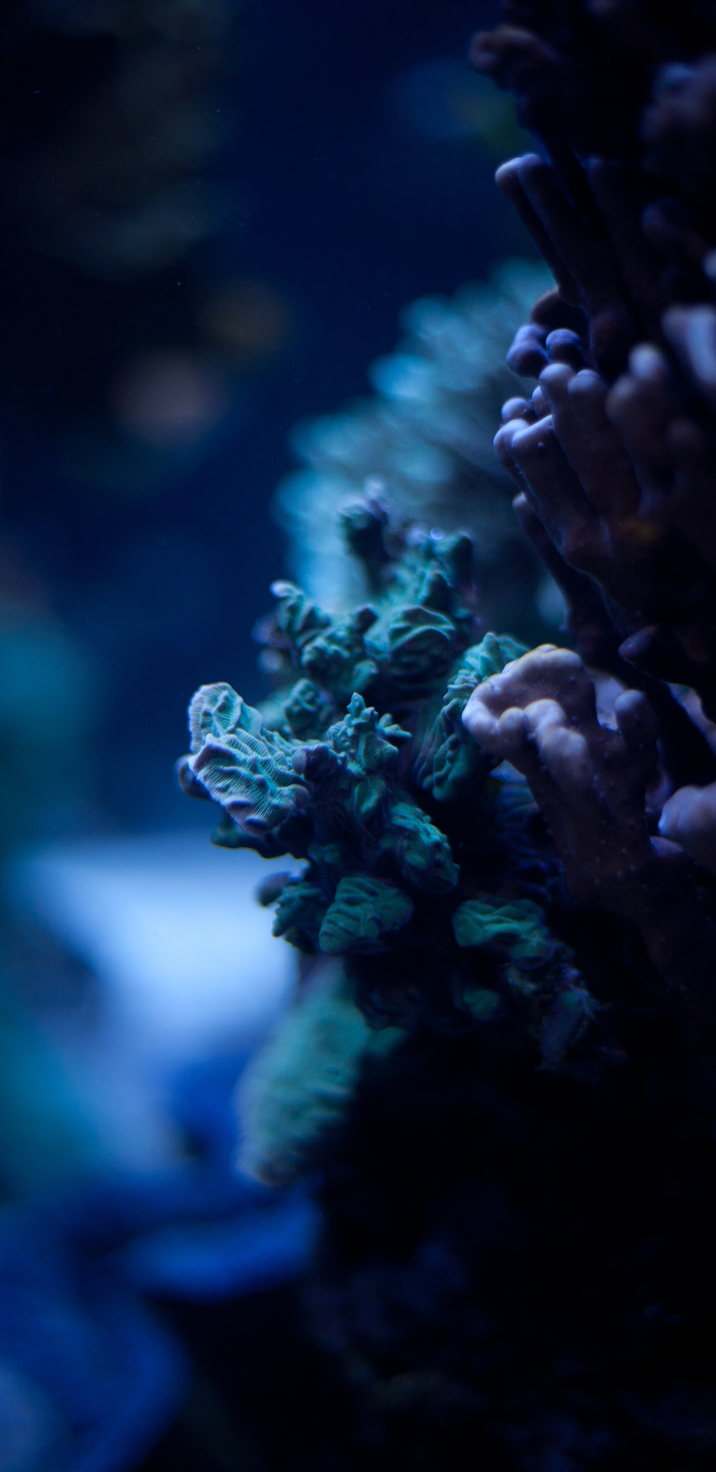 Обои синий, окружающая среда, риф, коралловый риф, коралл в разрешении 1440x2960