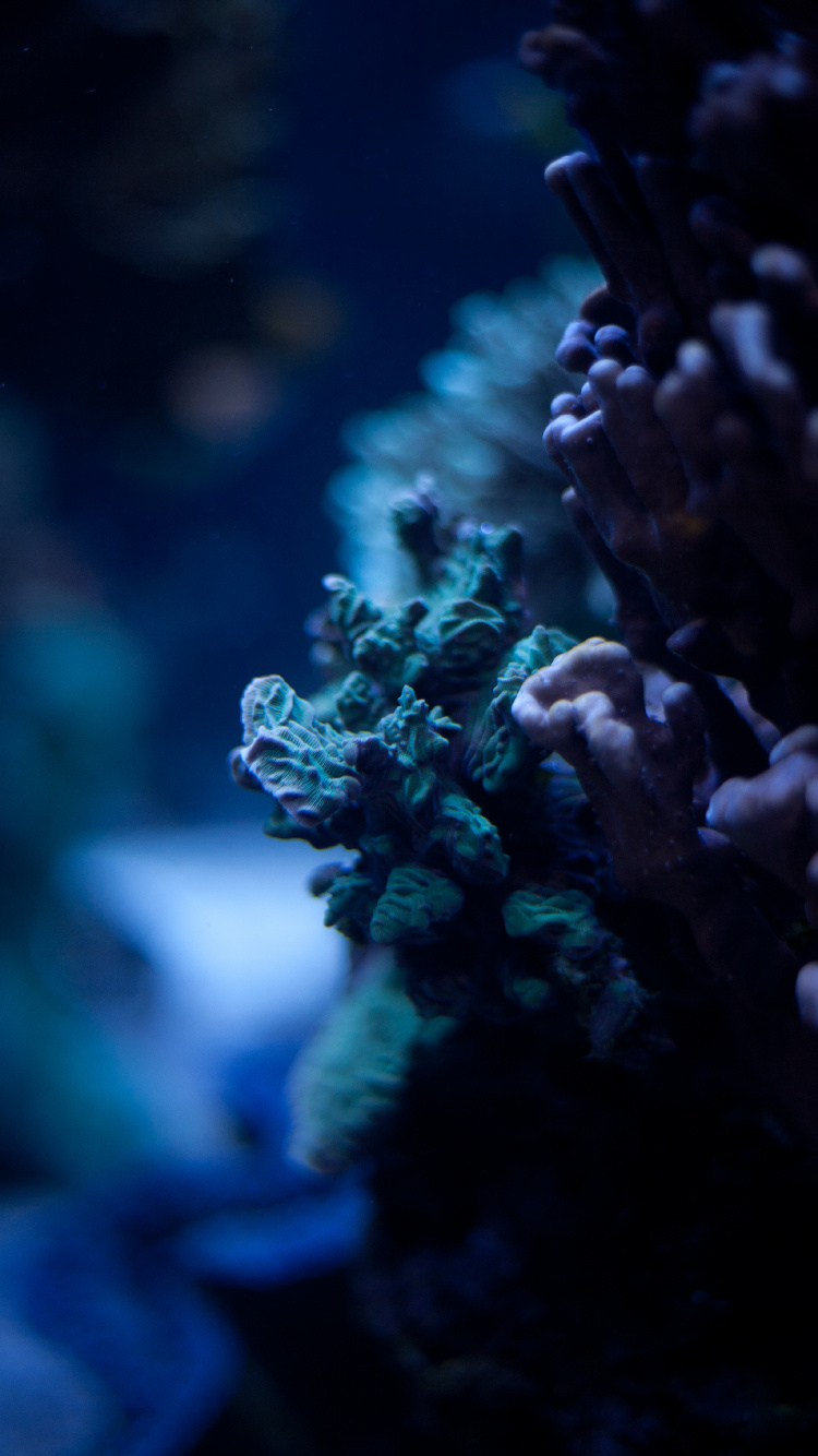 Обои синий, окружающая среда, риф, коралловый риф, коралл в разрешении 750x1334