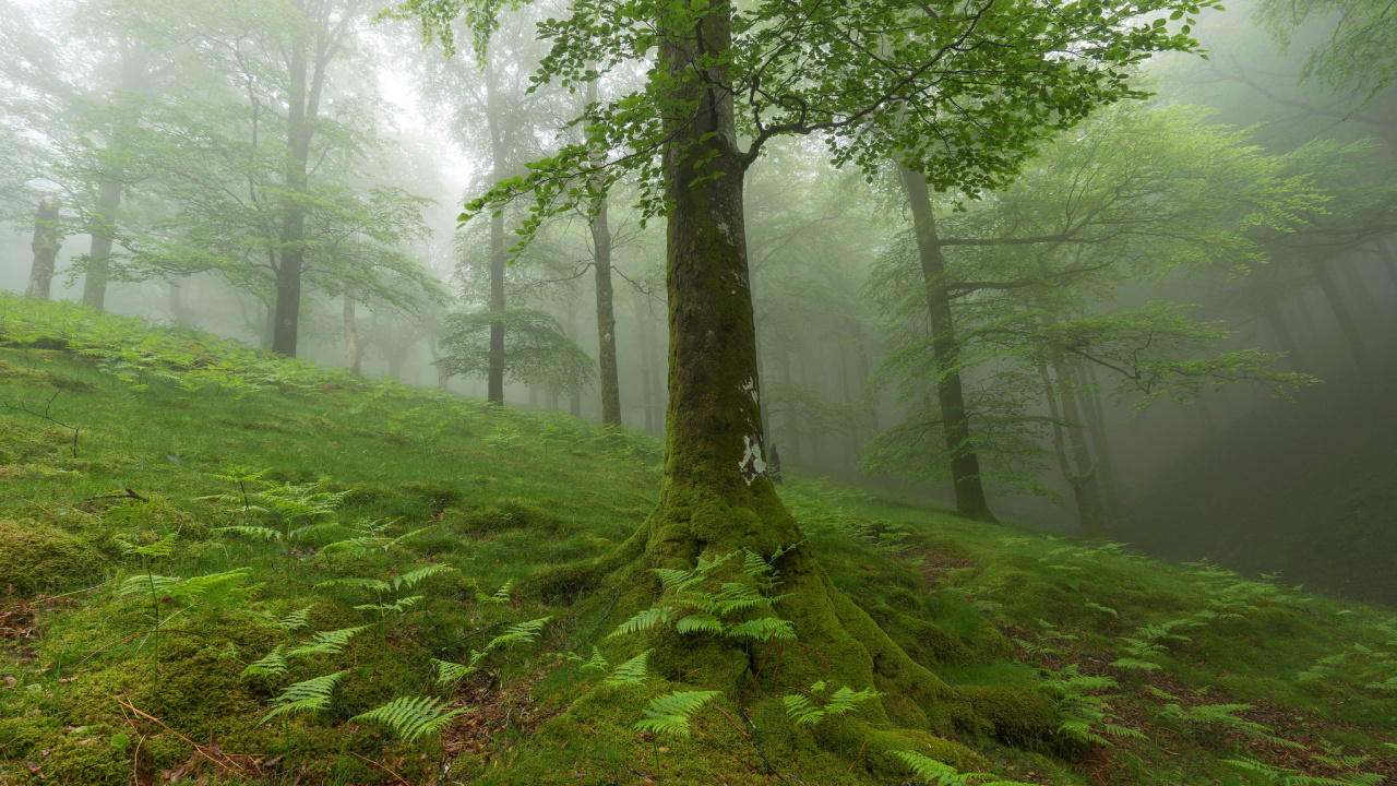Обои растительность, дерево, лес, лесистая местность, тропический лес в разрешении 1280x720