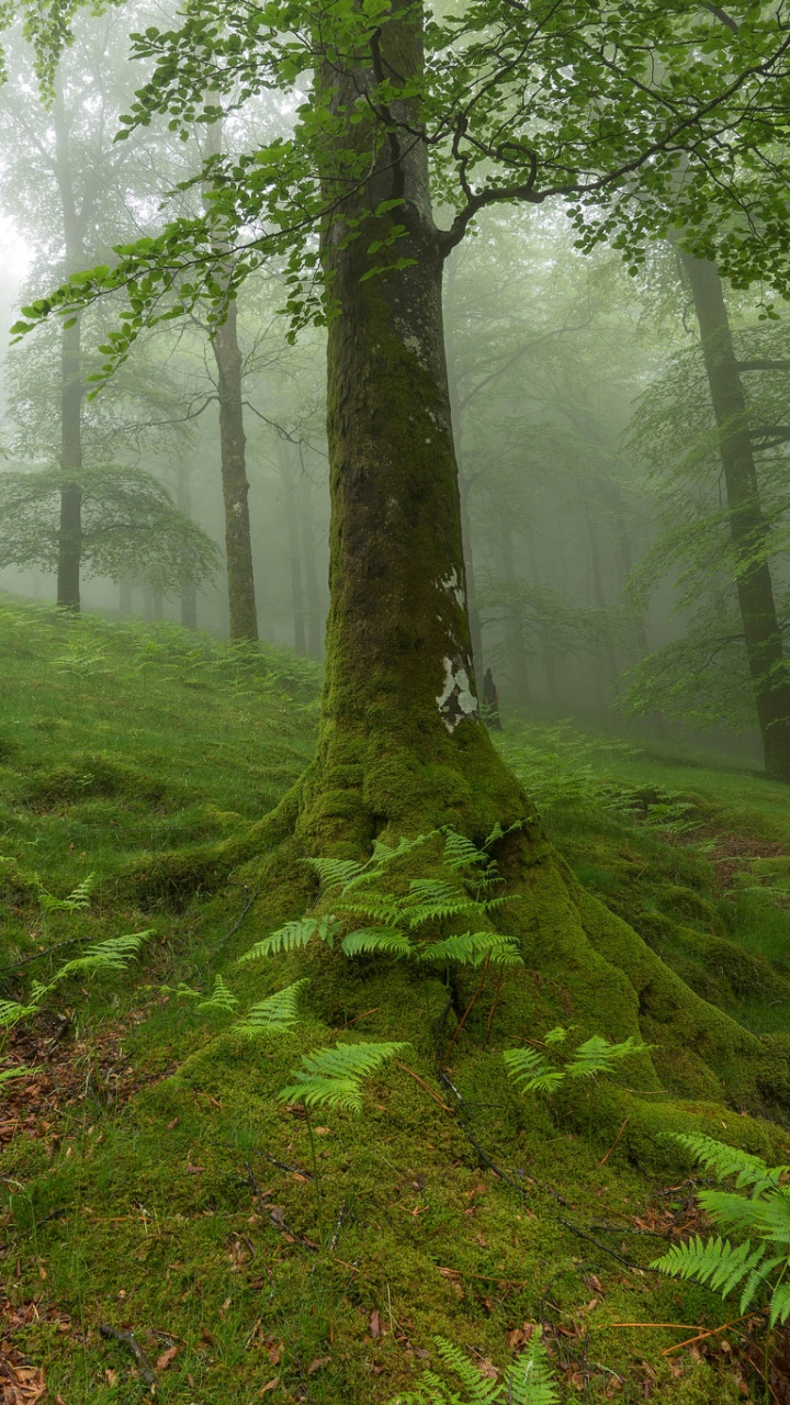 Обои растительность, дерево, лес, лесистая местность, тропический лес в разрешении 720x1280