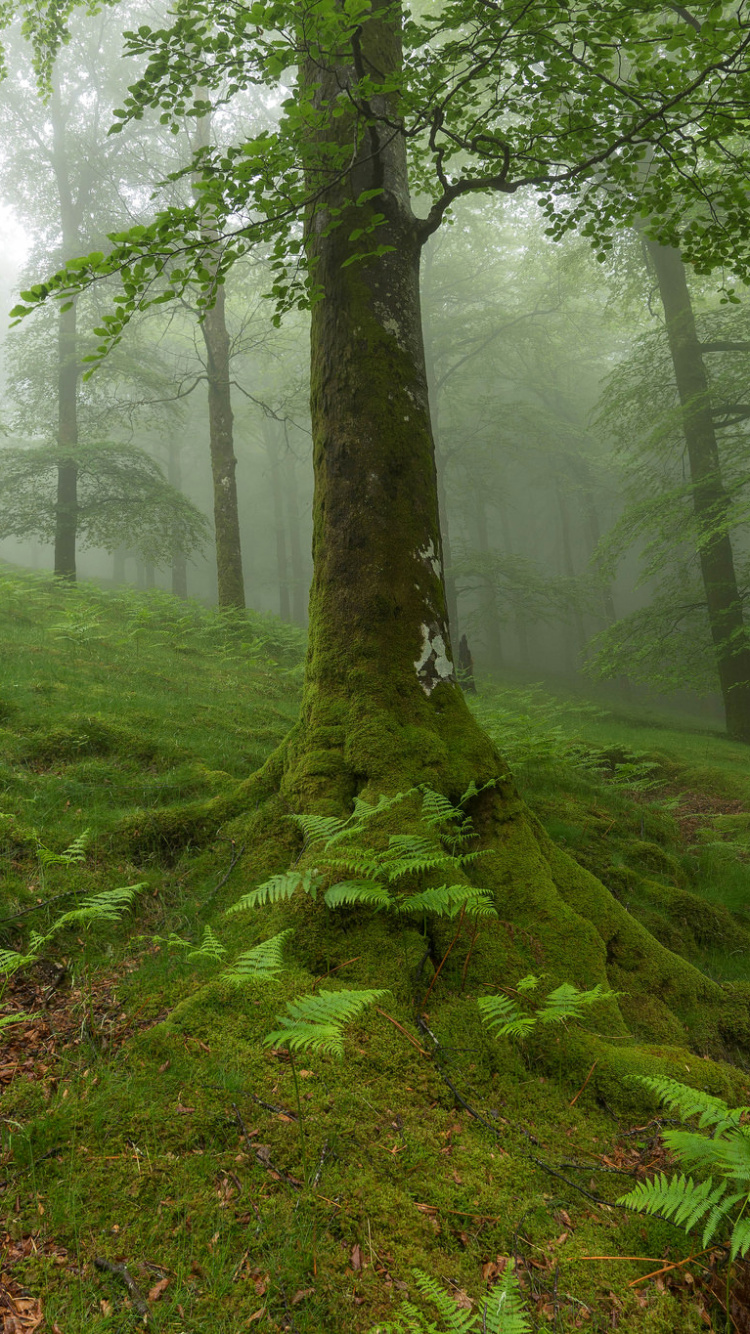 Обои растительность, дерево, лес, лесистая местность, тропический лес в разрешении 750x1334