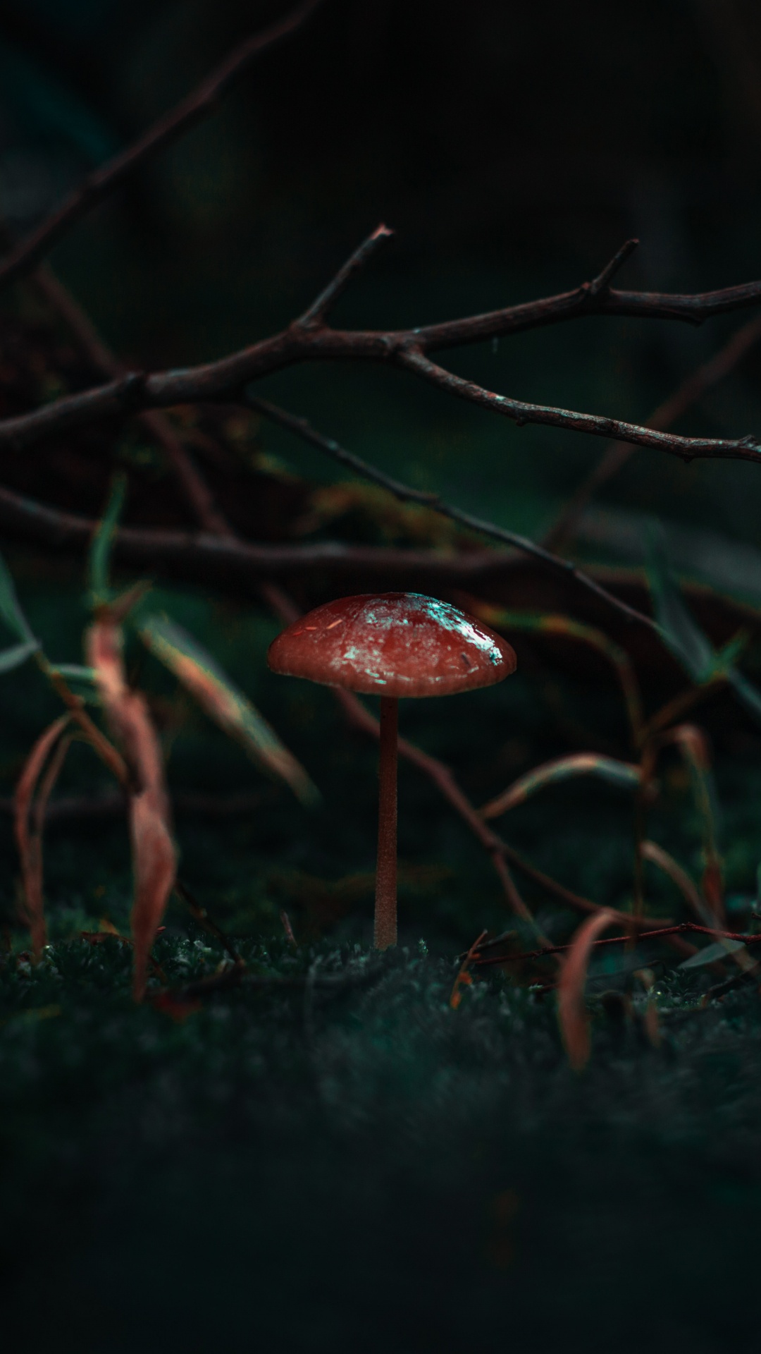 Обои природа, черный, зеленый, темнота, красный цвет в разрешении 1080x1920